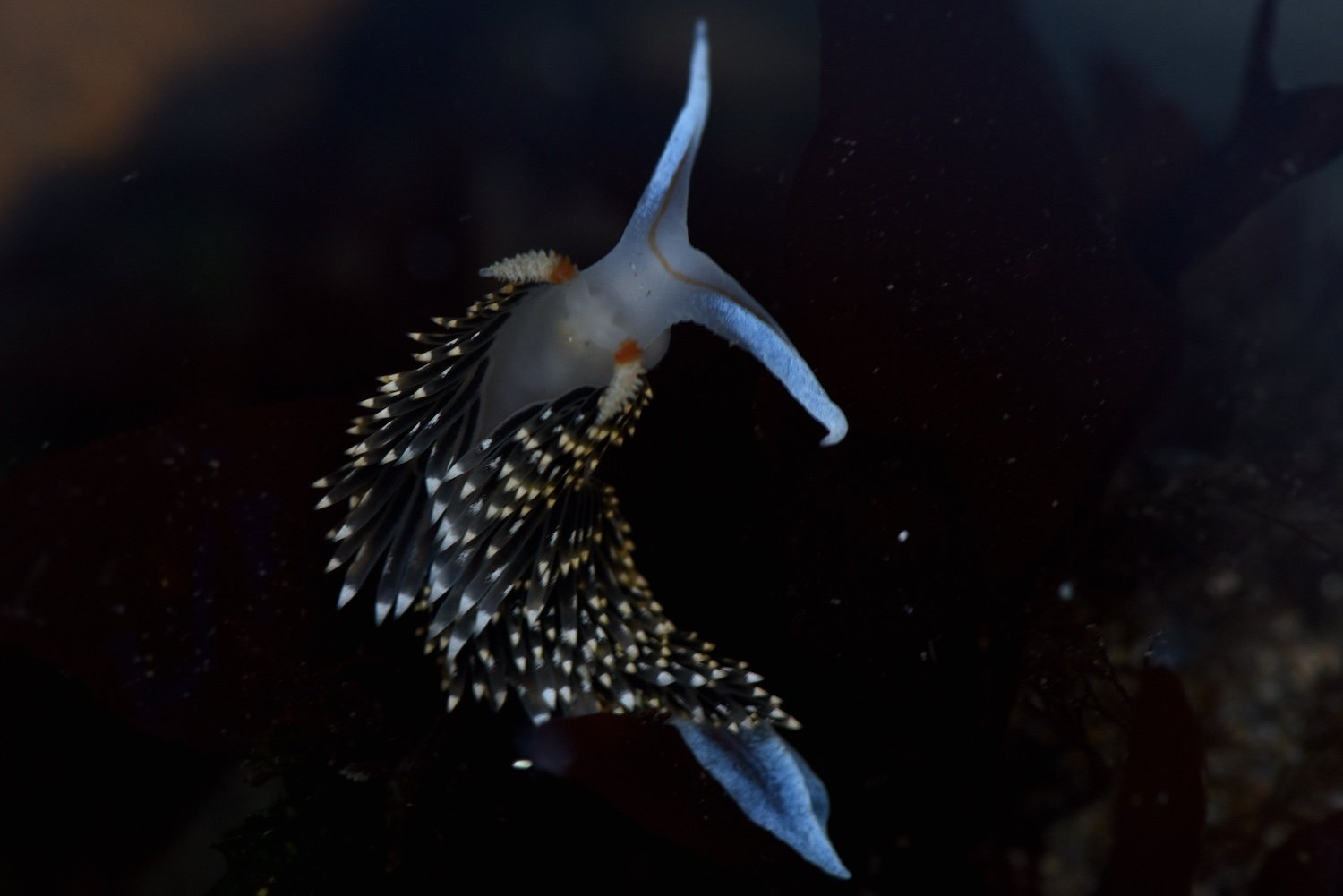 Nudibranch