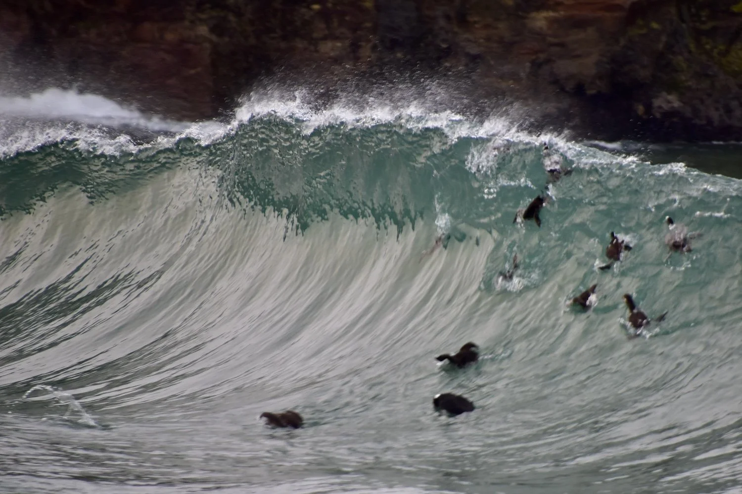 Surfing Surf Scotters