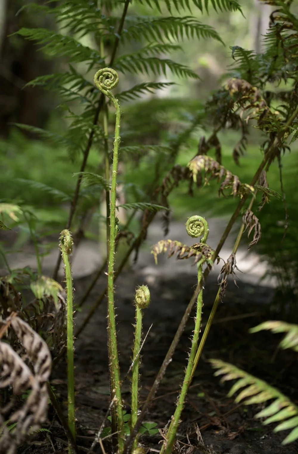 Fiddlehead Ferns