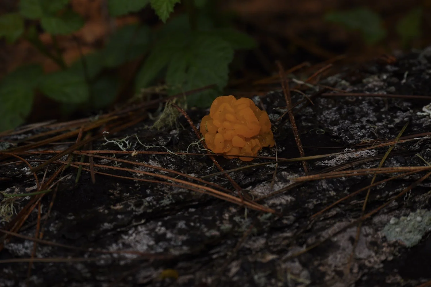 Witches Butter