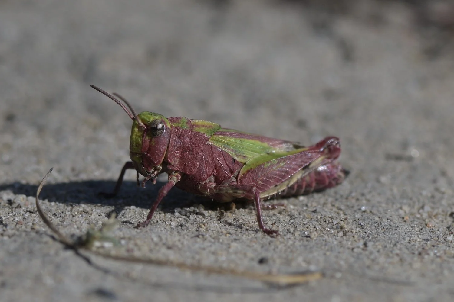 Pink Meadow Grasshopper