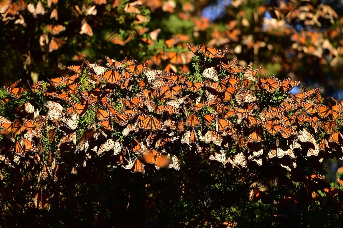 Monarchs