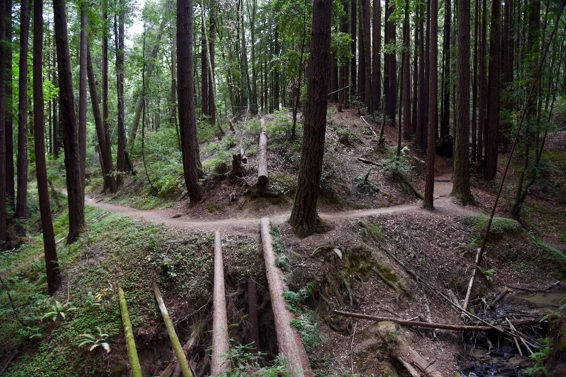 In the Woods