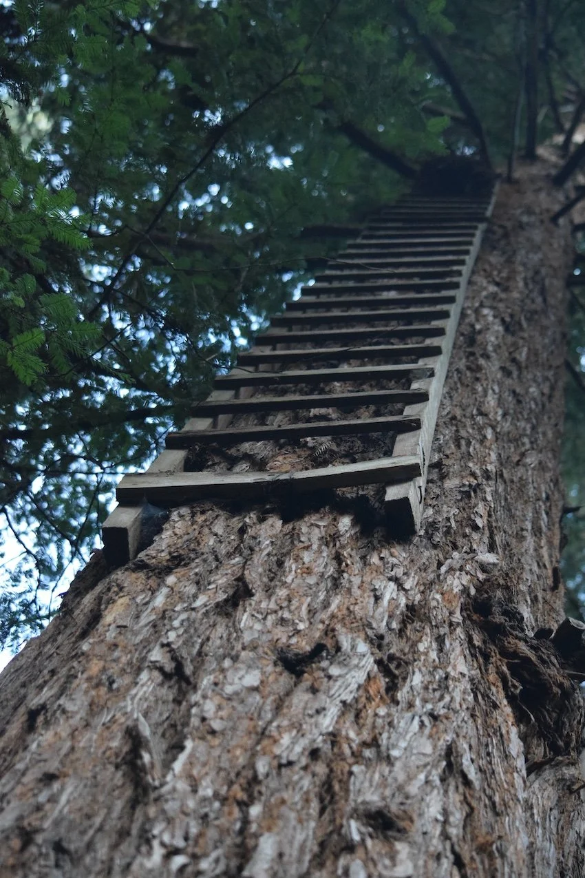 Tree Ladder