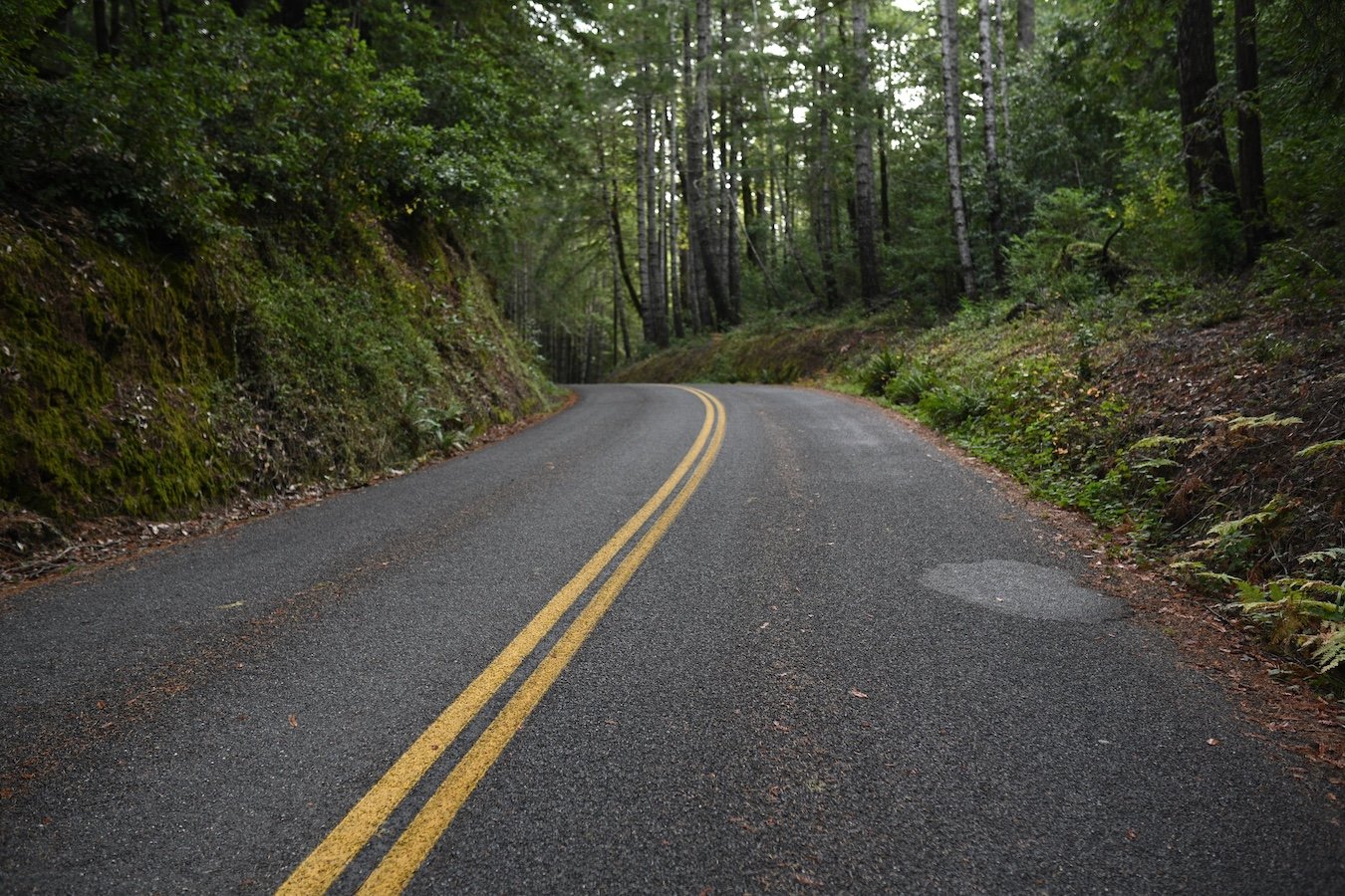 Scavenging Beauty: A Memoir in Walks 