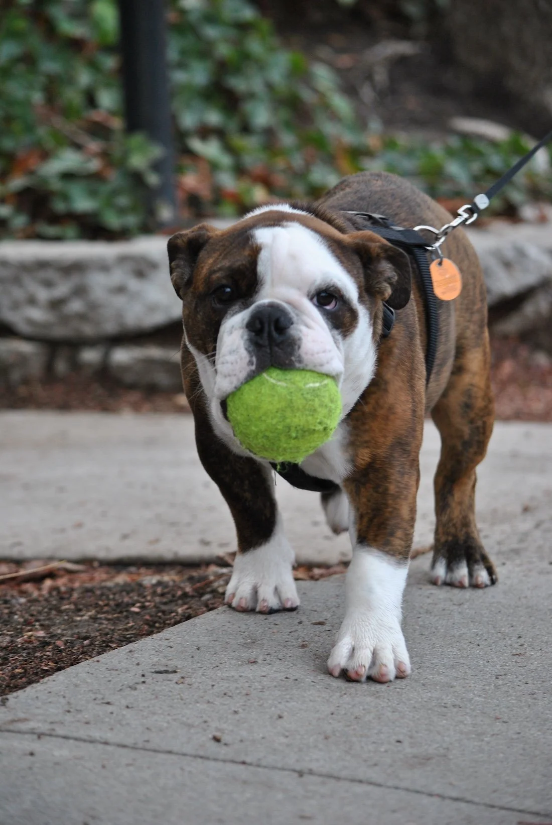 DSC_1299.JPG Canfield Ave. Puppy #190.JPG