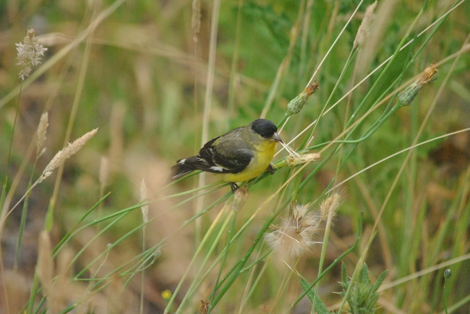 Silverwood Drive.JPG