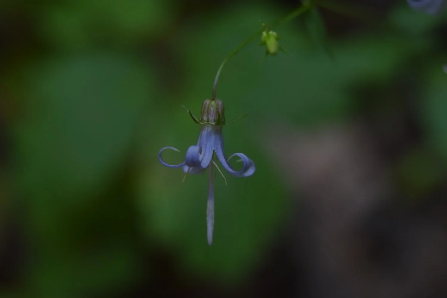 DSC_0204.JPG