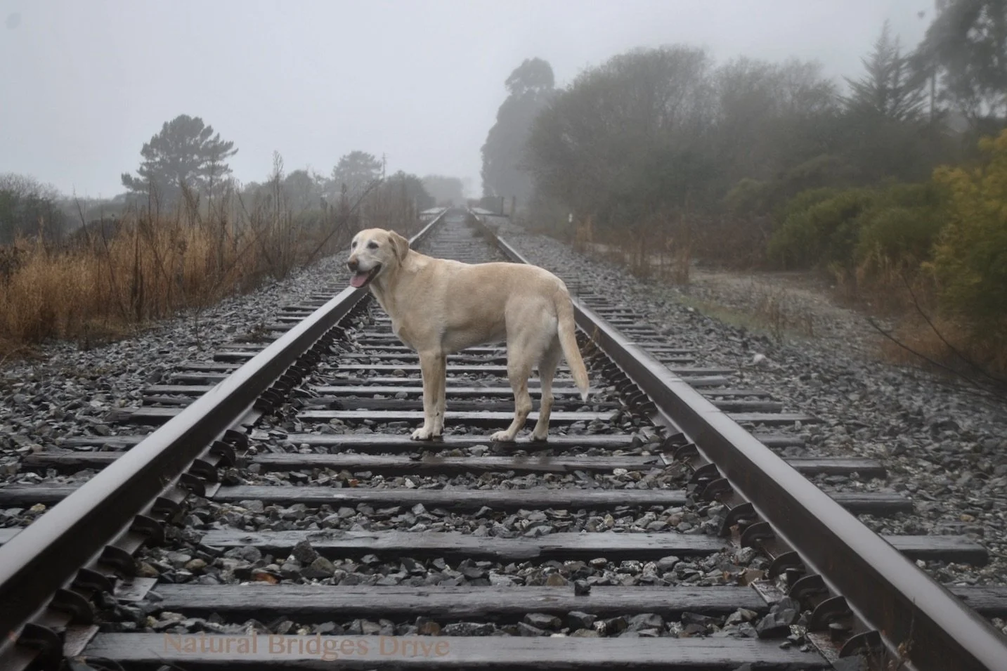  Natural Bridges Dog Tracks #188.JPG