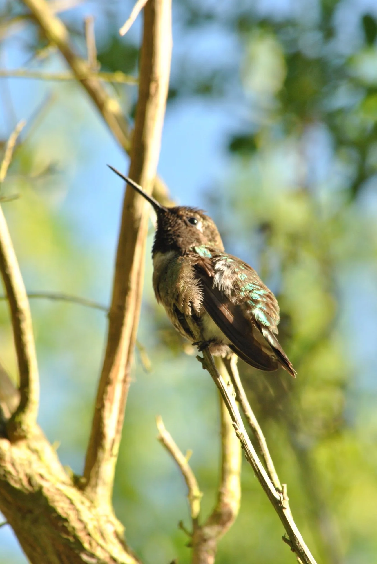 Ocean Street Extension.JPG