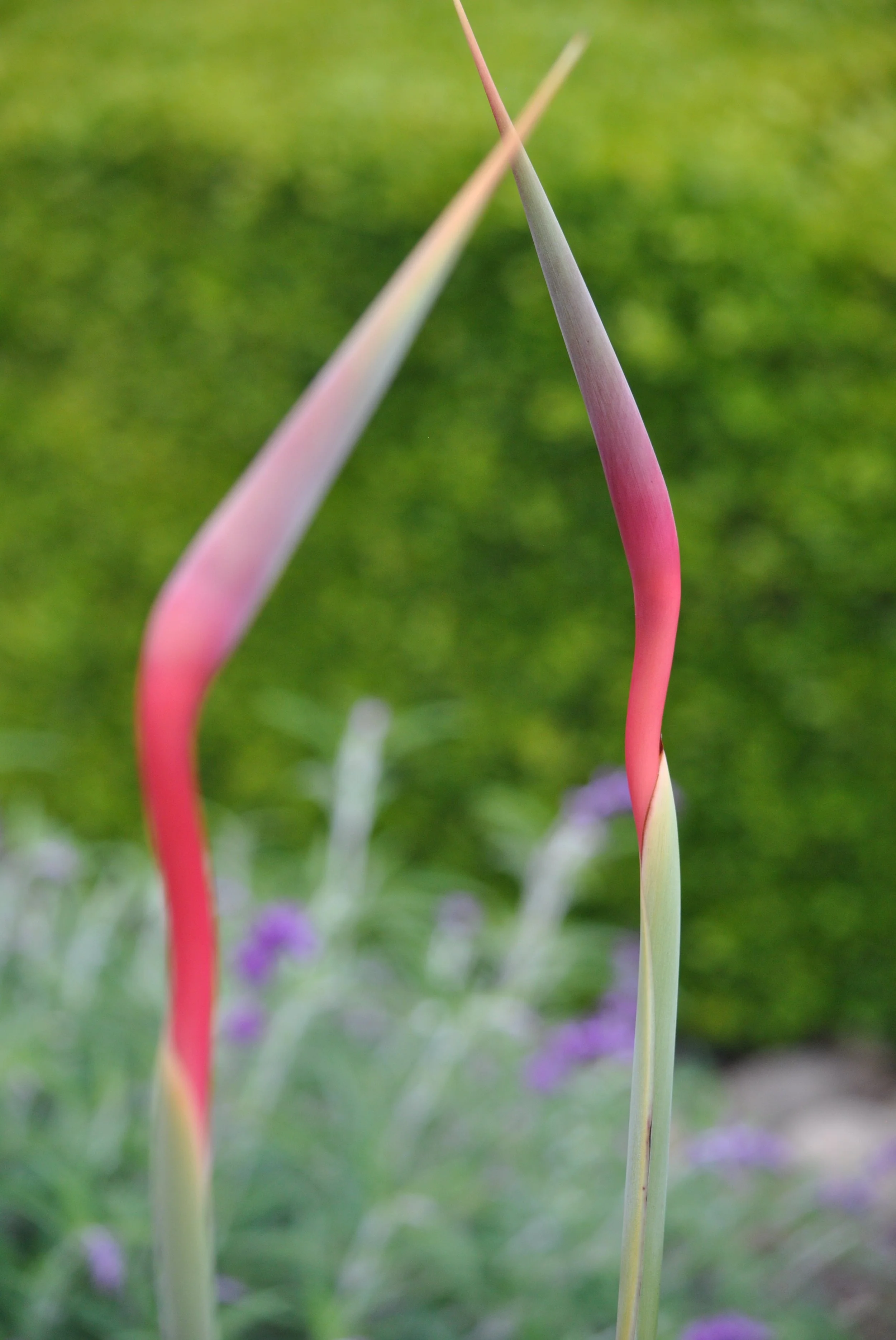 DSC_0467.JPG