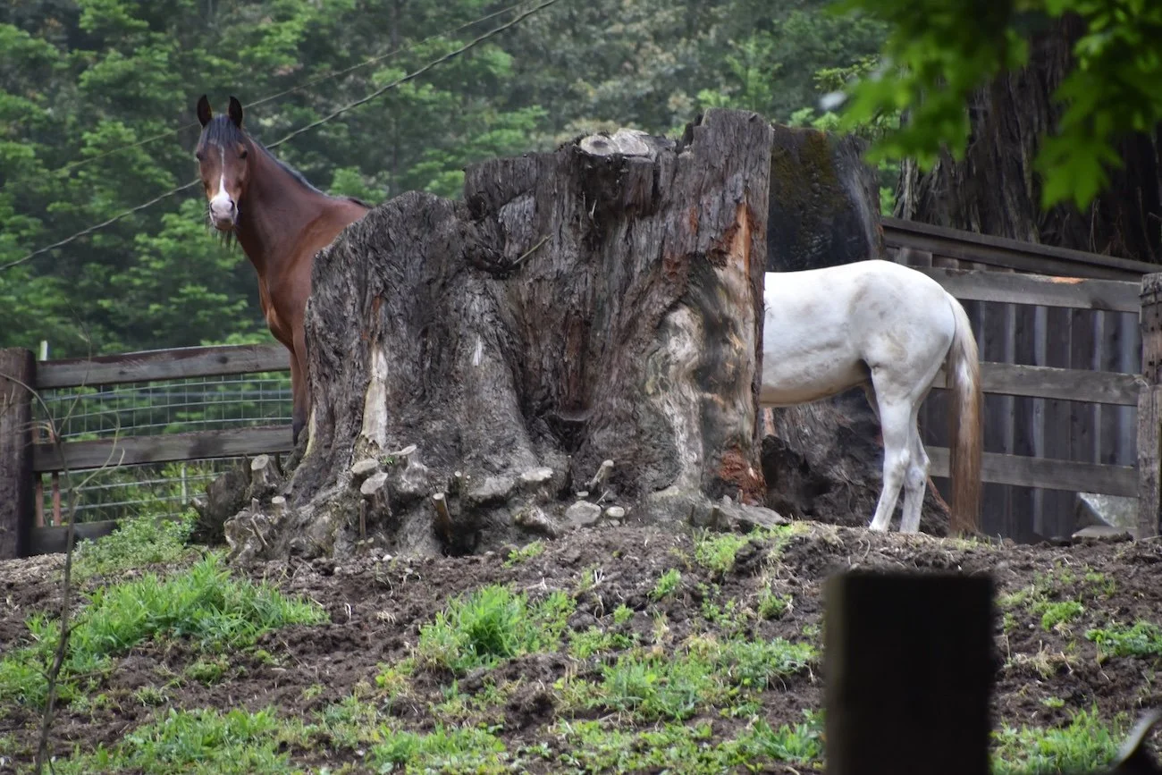 #2944 Old Evans Road DSC_0683.JPG