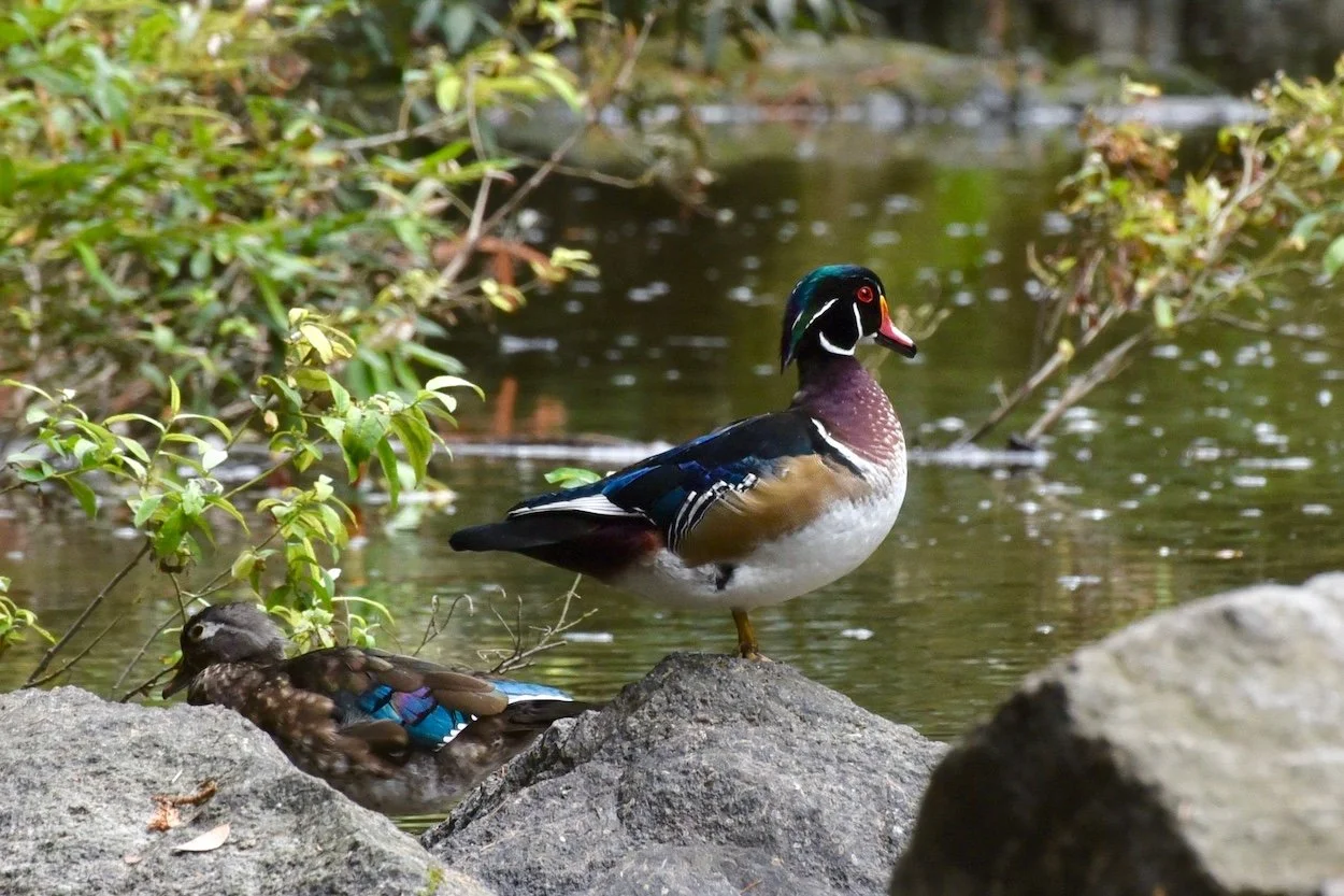 DSC_9590 2.jpg