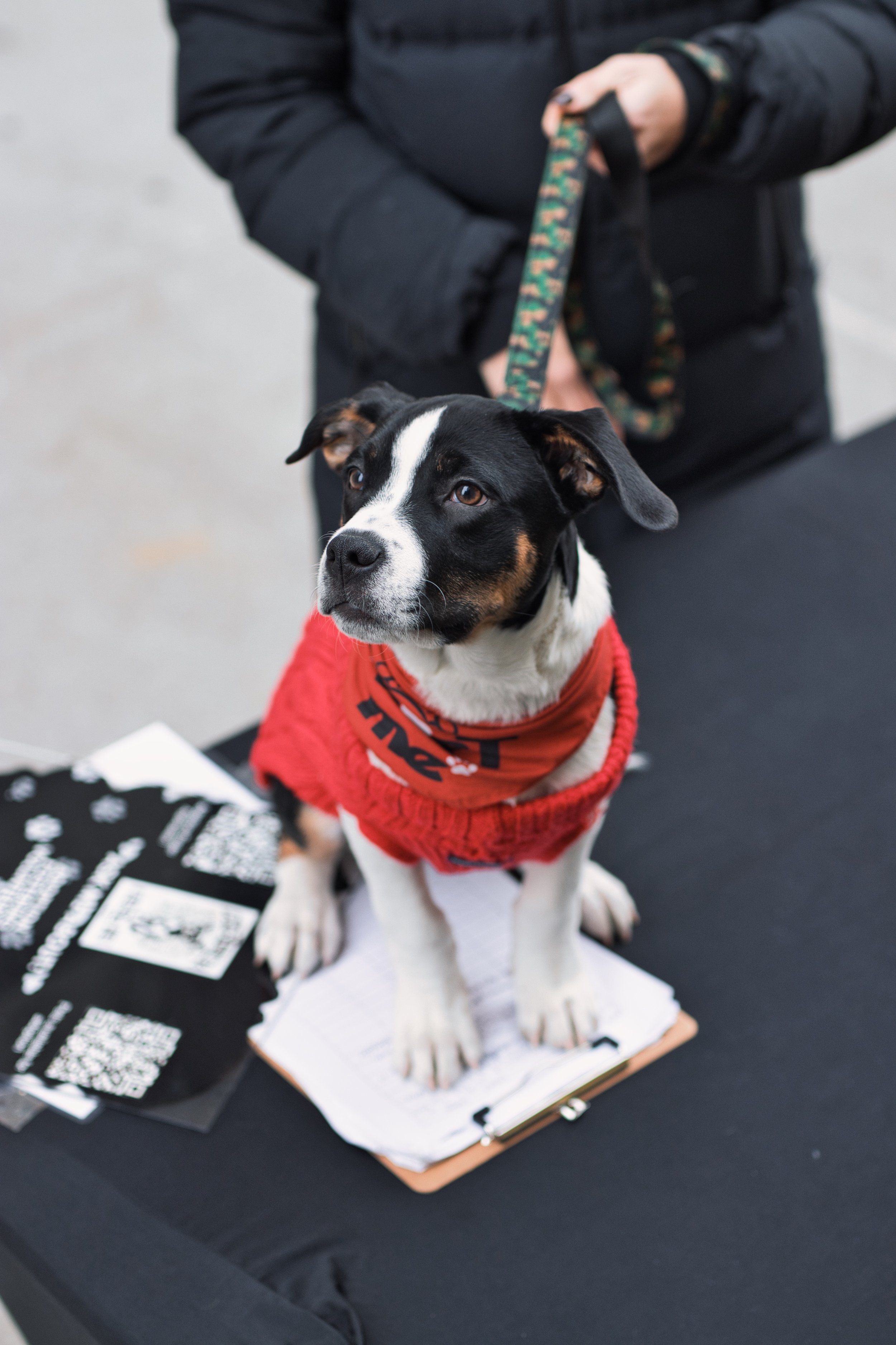 Mobile Adoption Event - Petco Union Square