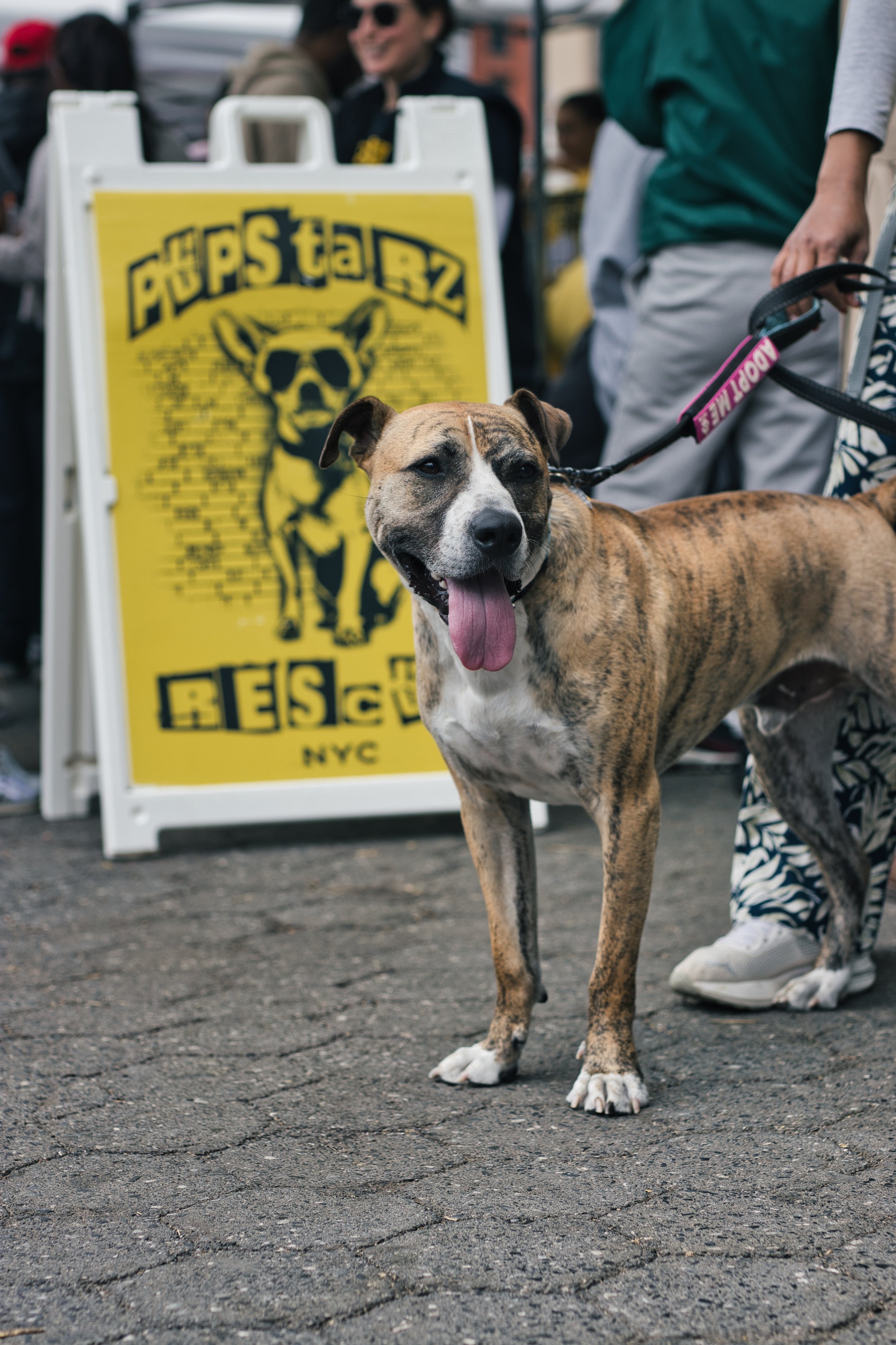 Petco Union Square Adoption Event