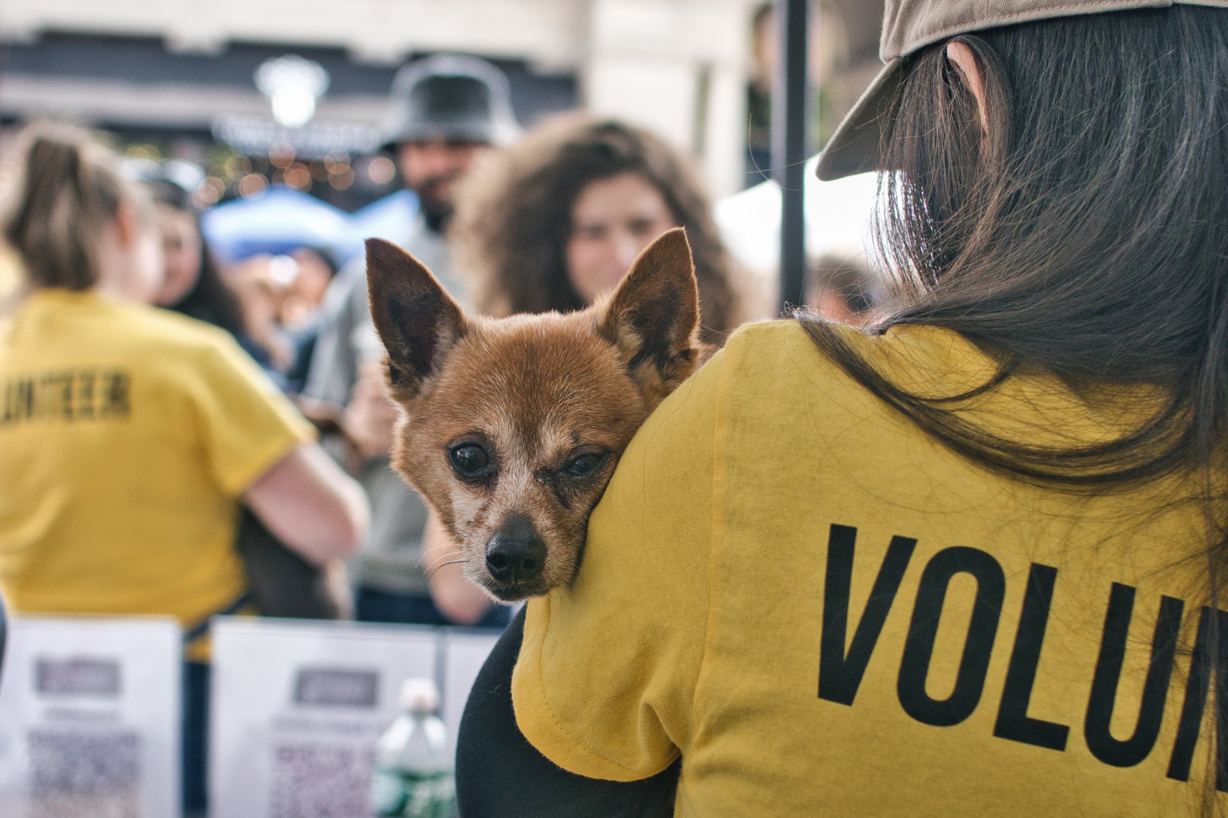 Petco Union Square Adoption Event