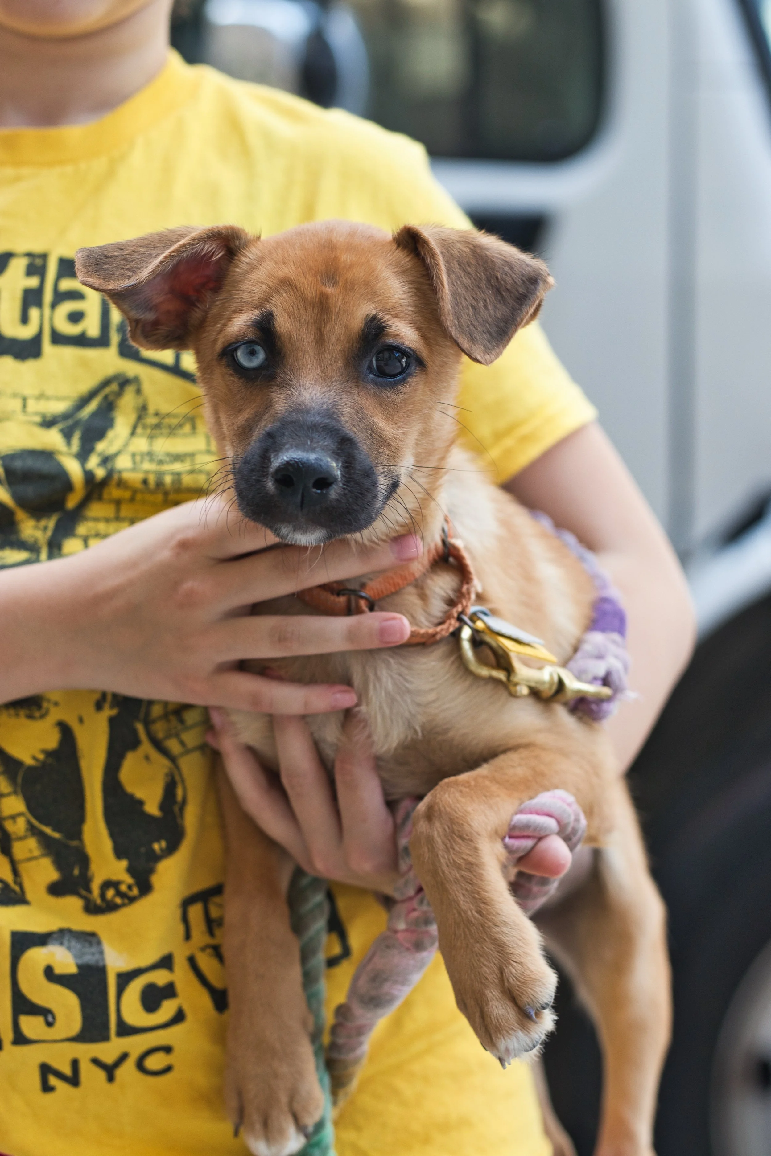 Petco Turtle Bay Adoption Event