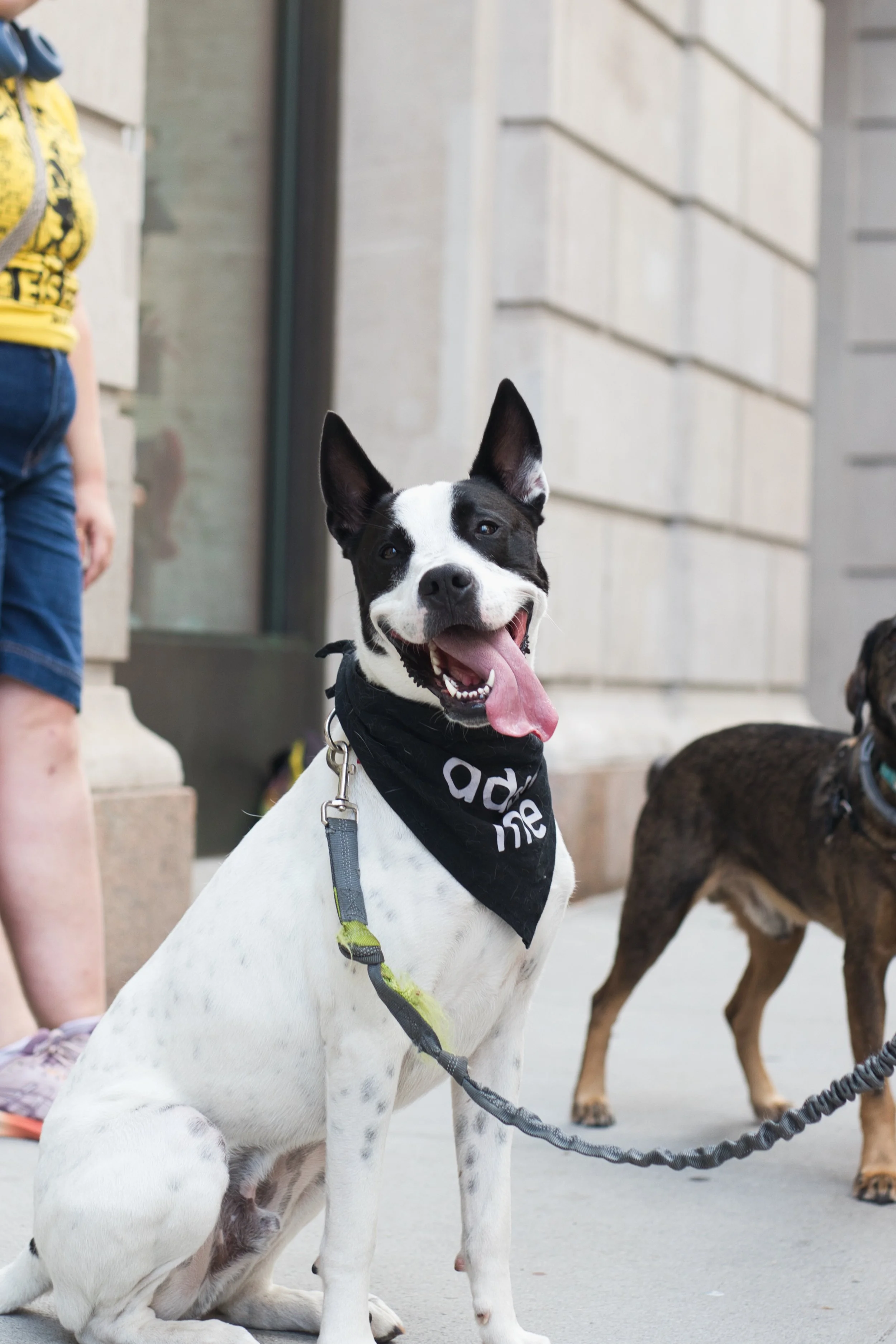 Boris and Horton Adoption Event