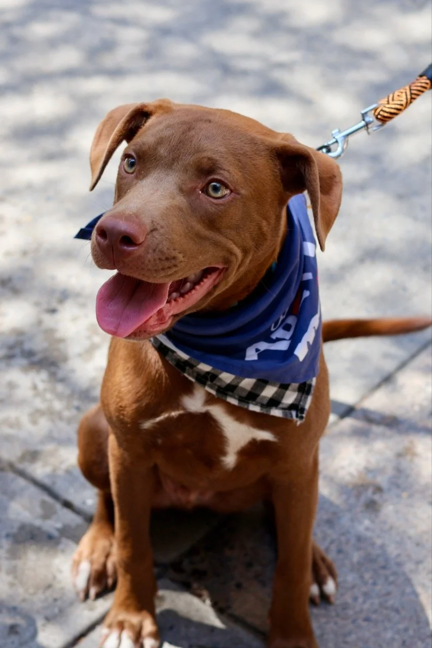 Petco Bensohurst Adoption Event