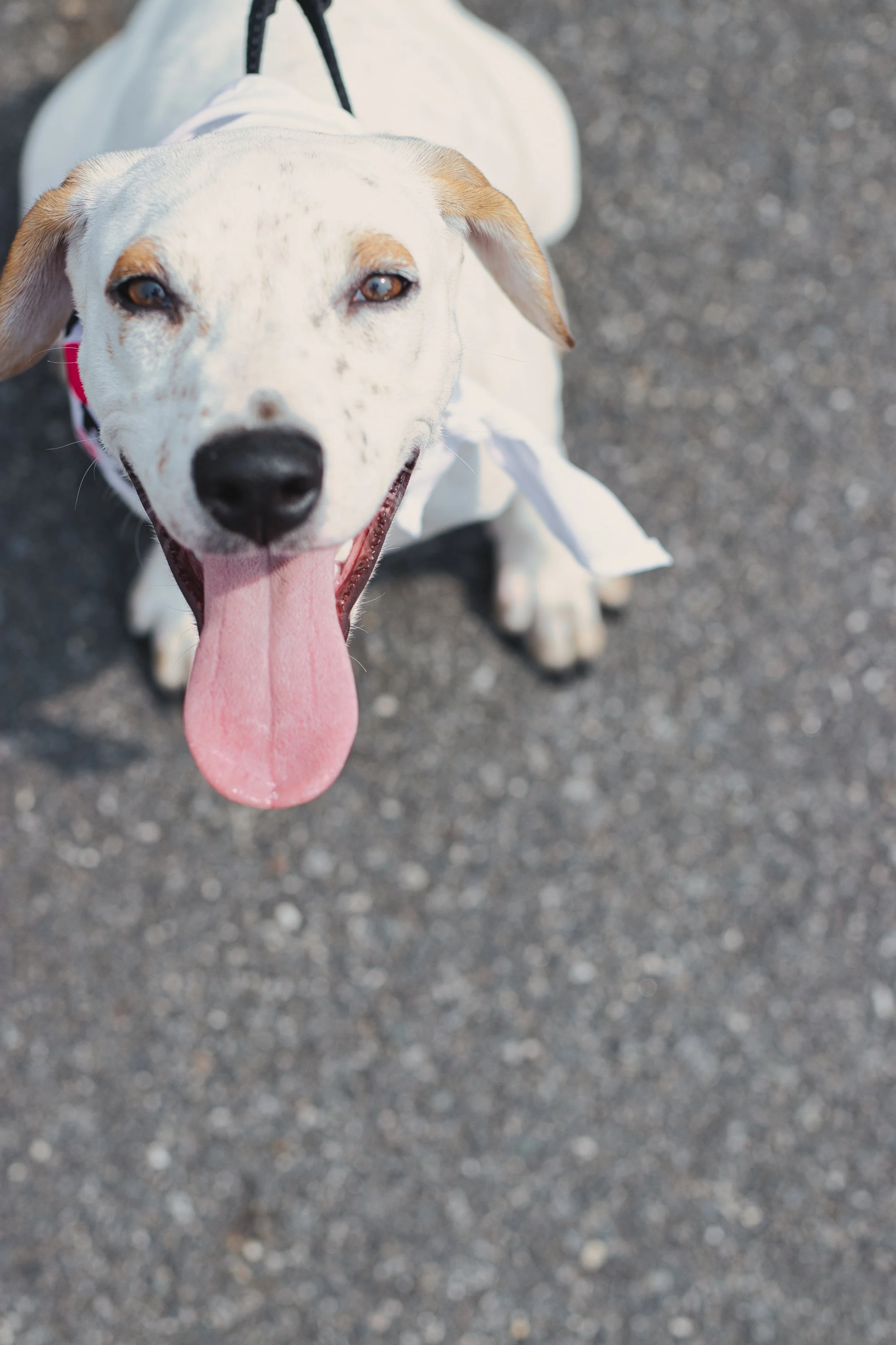 Petco Union Square Adoption Event
