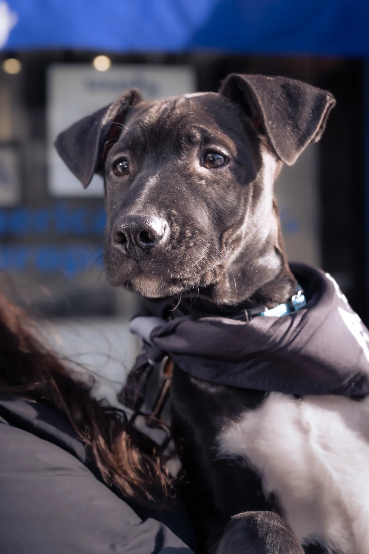 The Pet Market Adoption Event