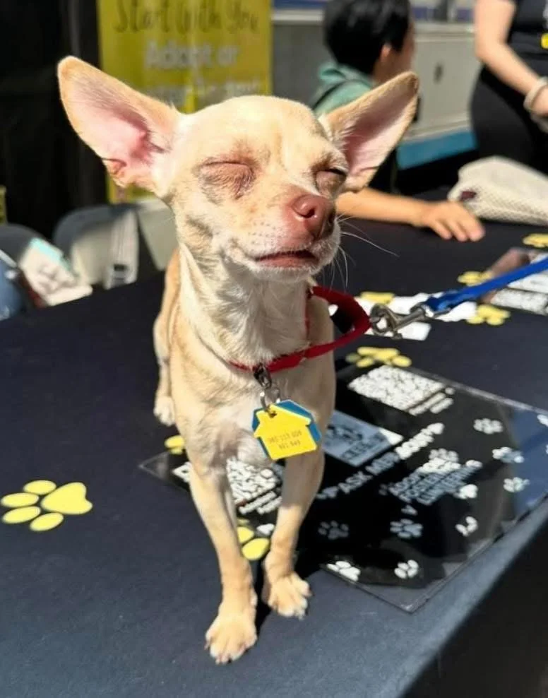 Boris and Horton Adoption Event
