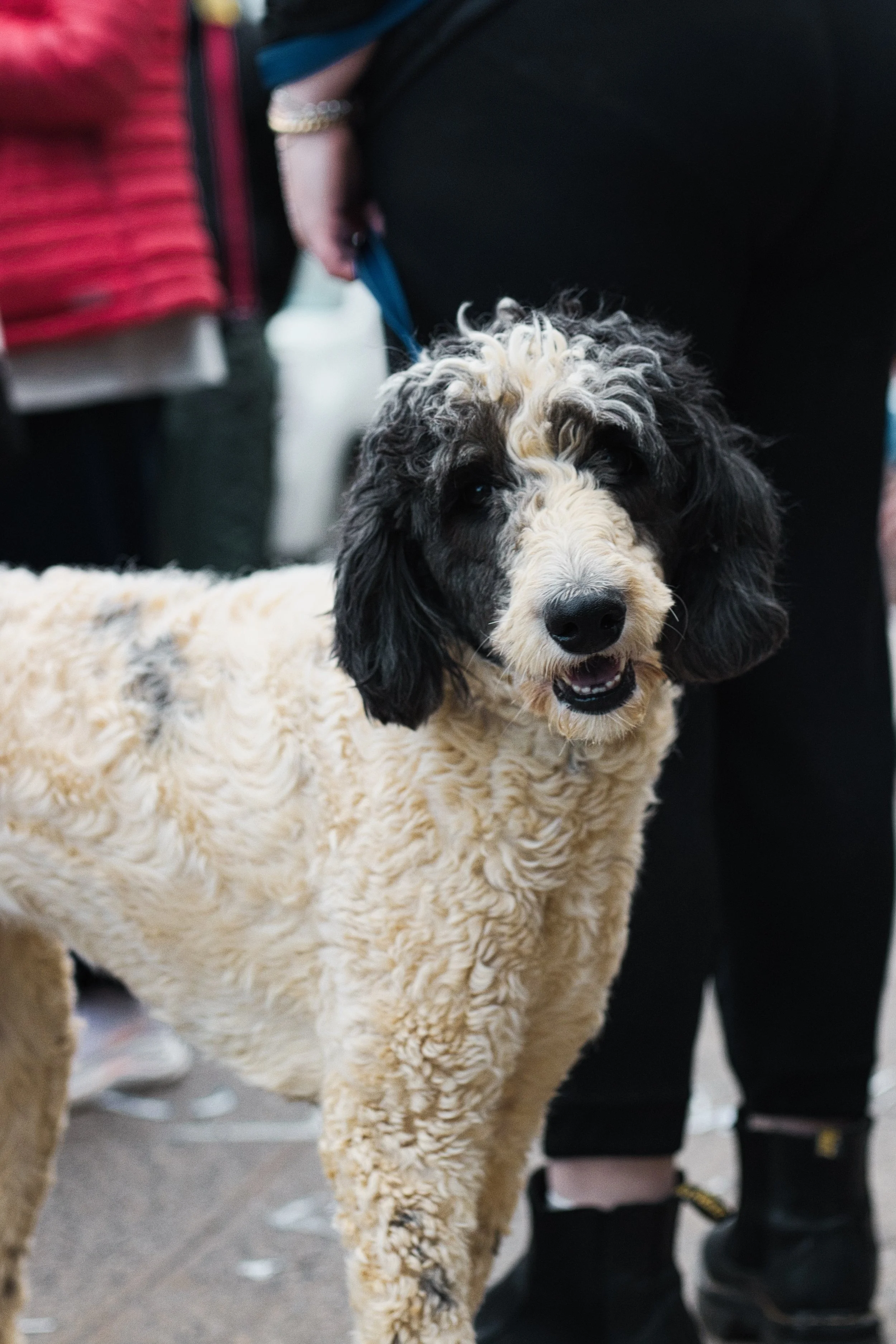 Boris and Horton Adoption Event