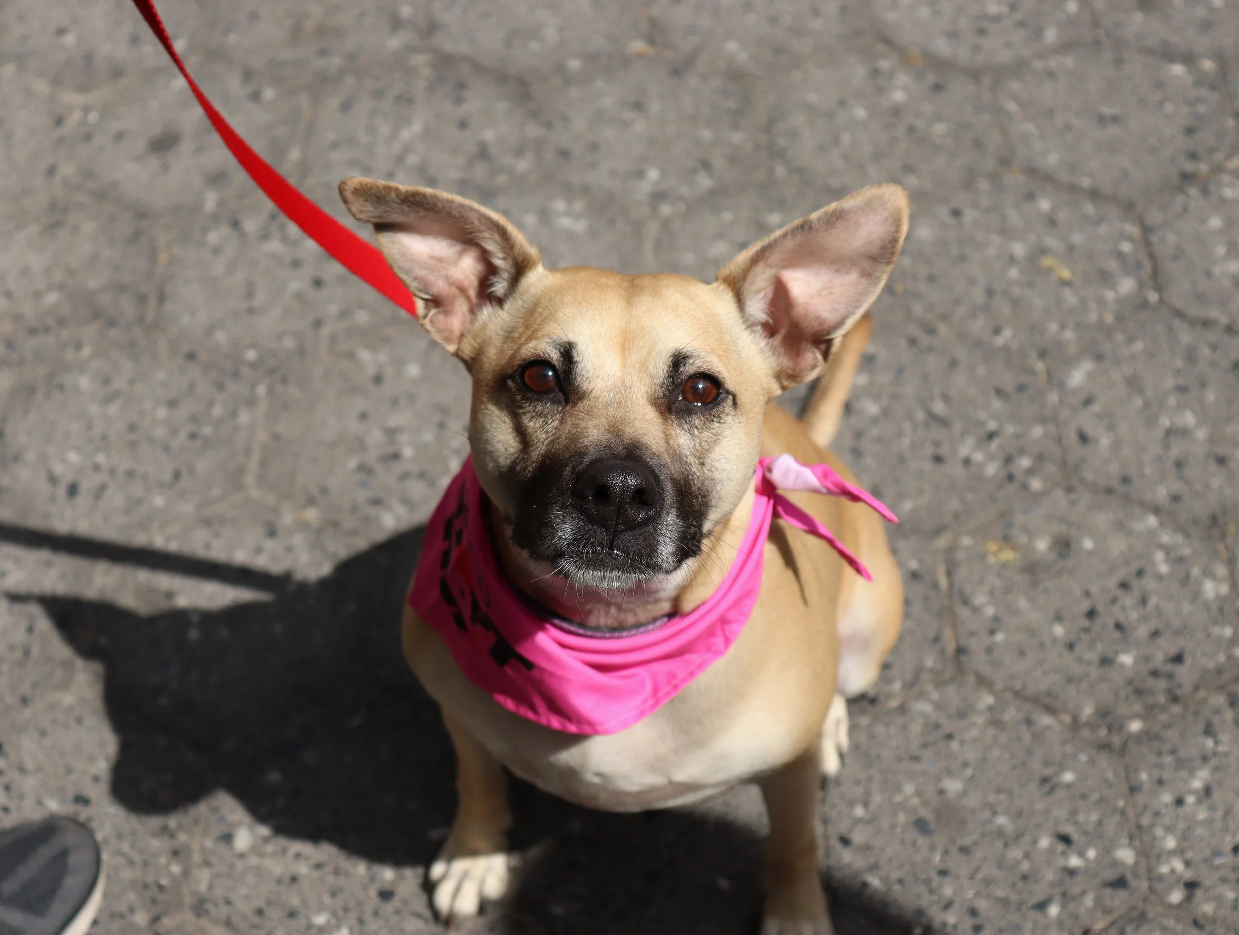 Petco Union Square Adoption Event