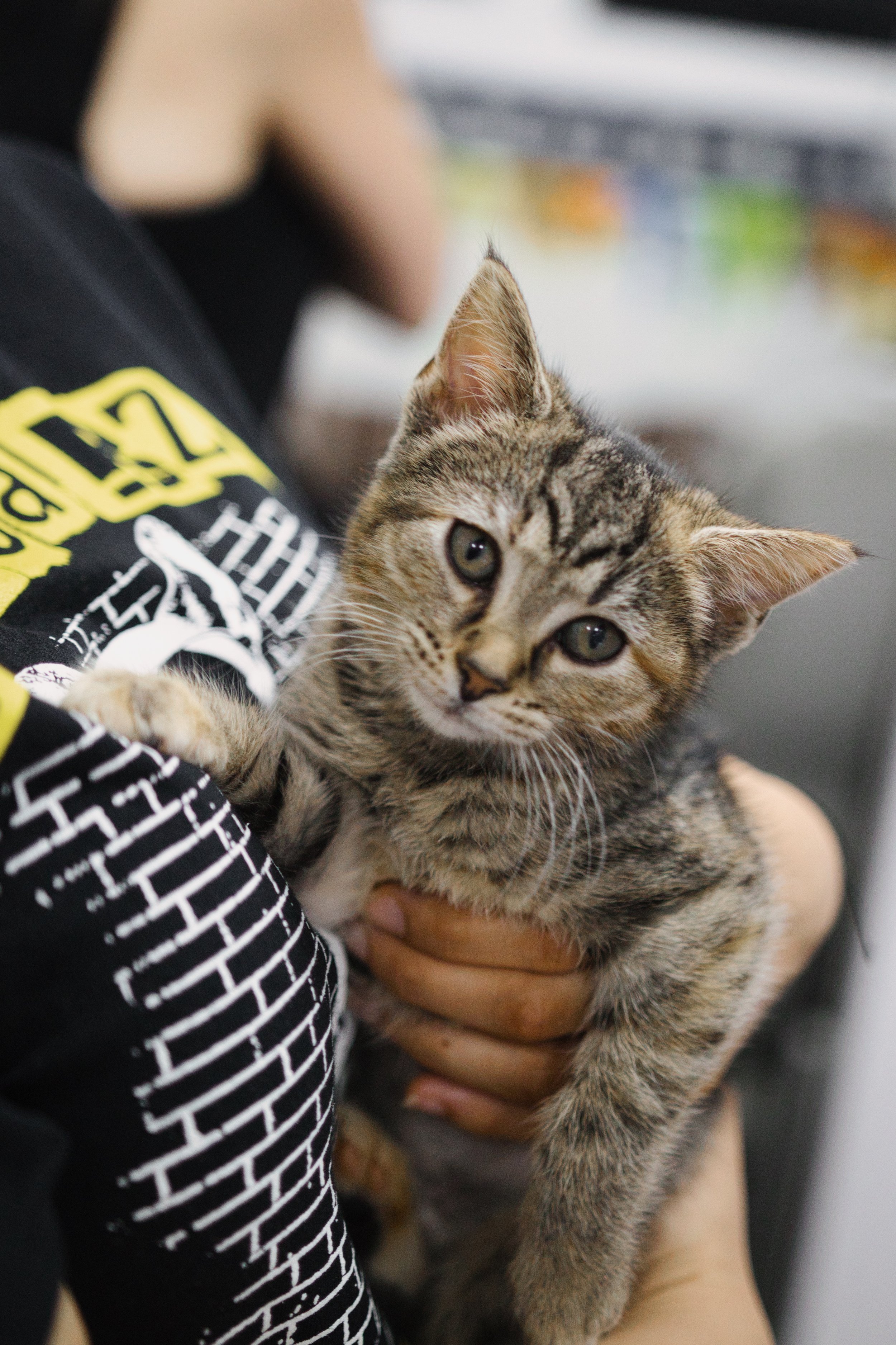 Mobile Adoption Event - The Pet Market UES