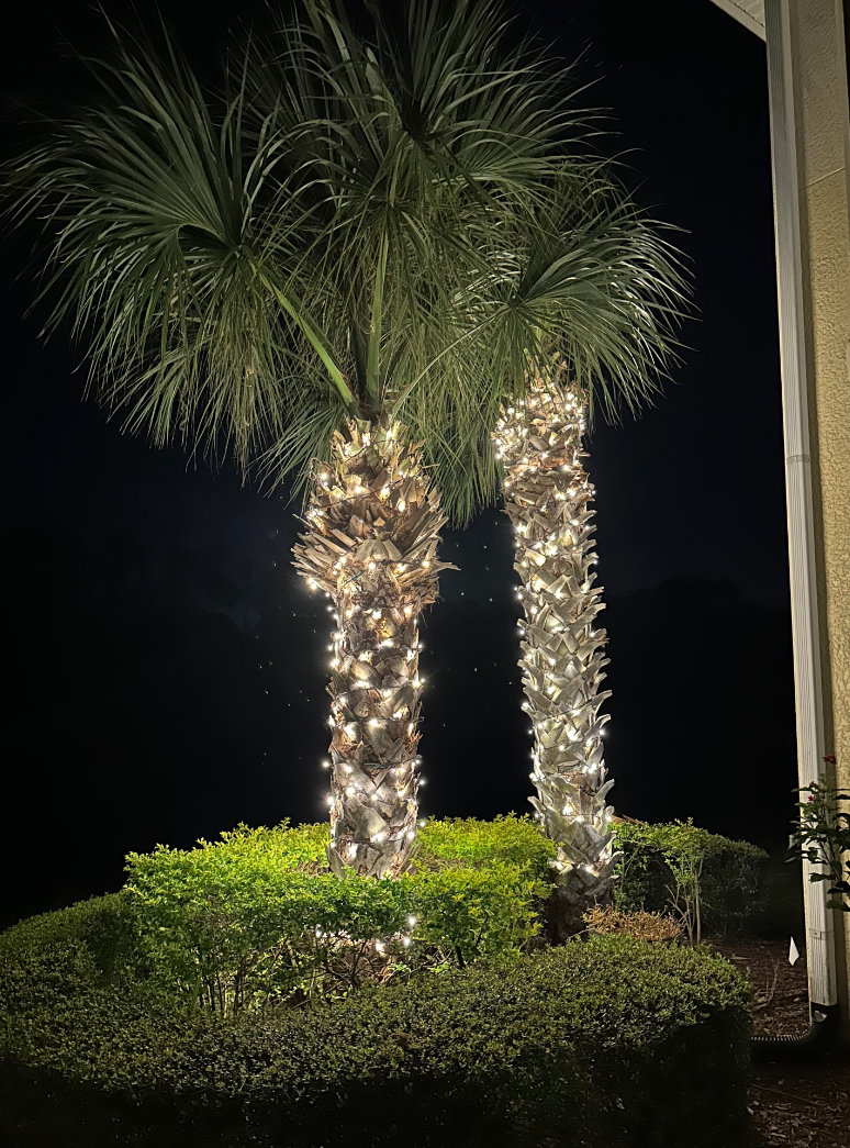 Sarasota Christmas Lighting