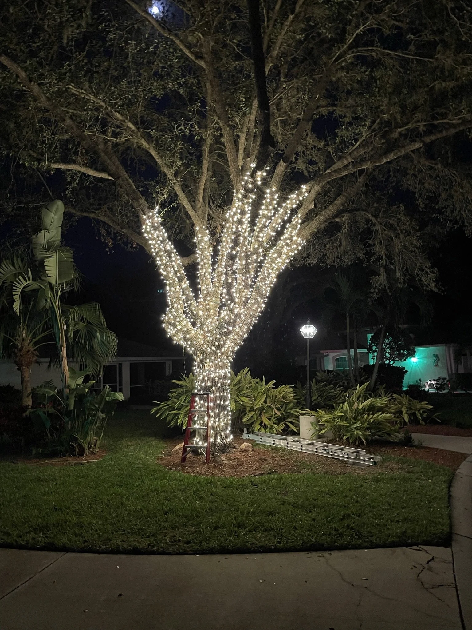 Sarasota Holiday Lighting - Lighting experts in Sarasota Florida  - Roofline, Palm tree and house Lighting
