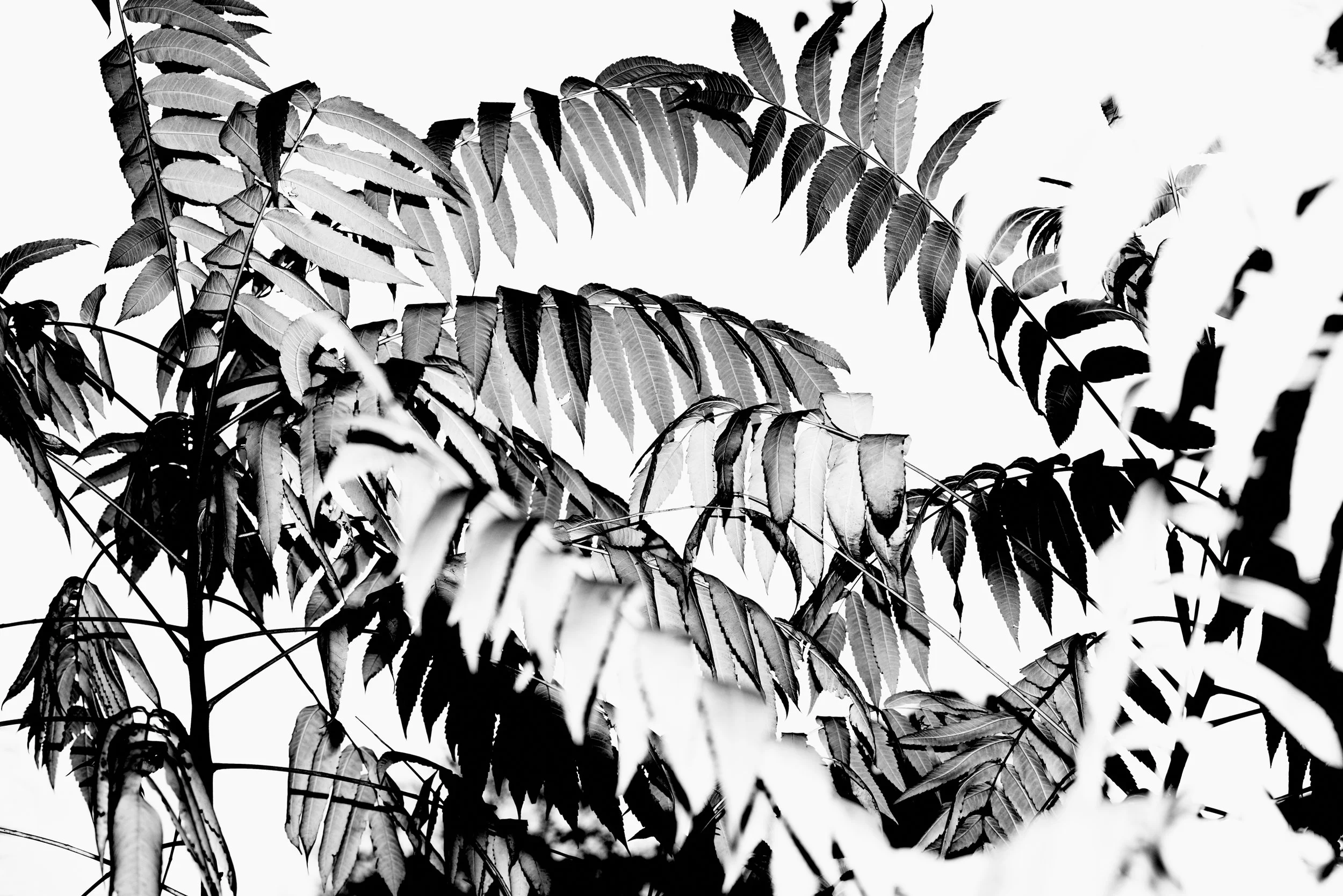 Nicholas Alan Cope Photography