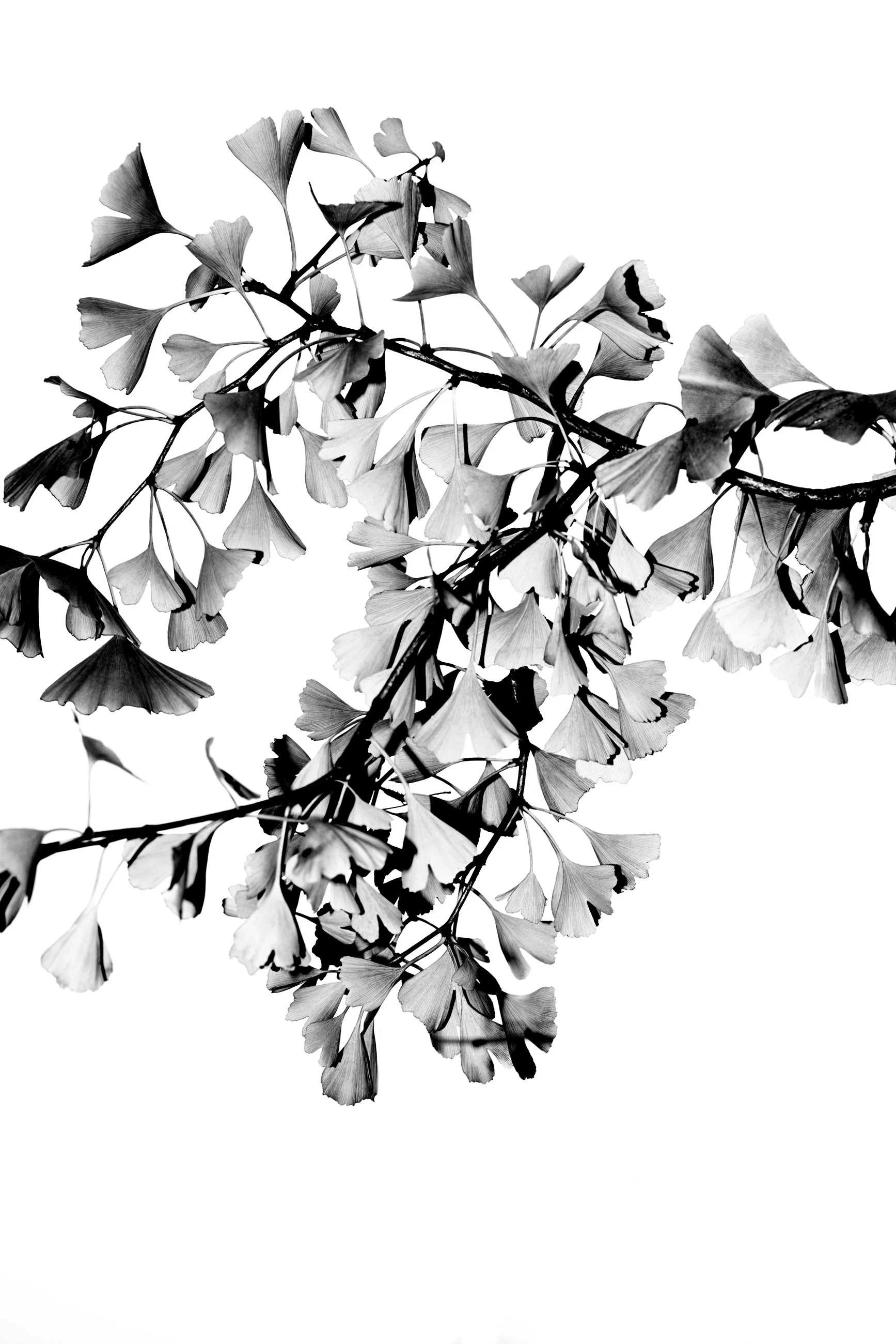 Nicholas Alan Cope Photography