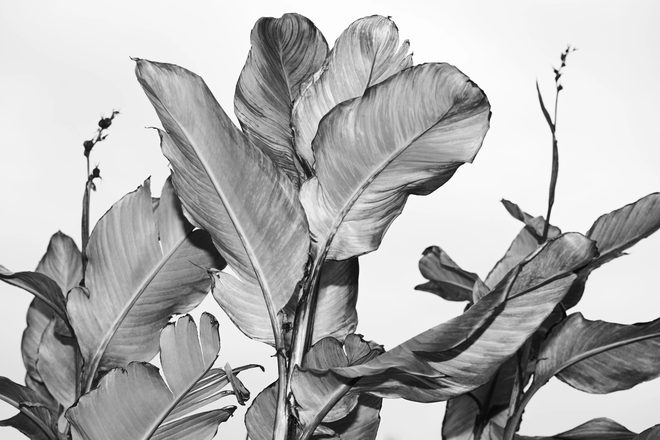 Nicholas Alan Cope Photography