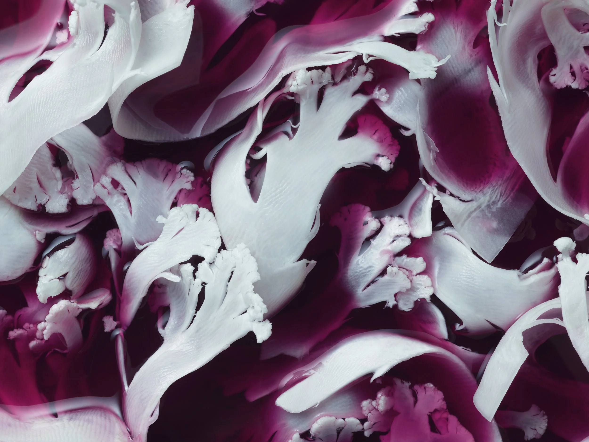 Nicholas Alan Cope Photography