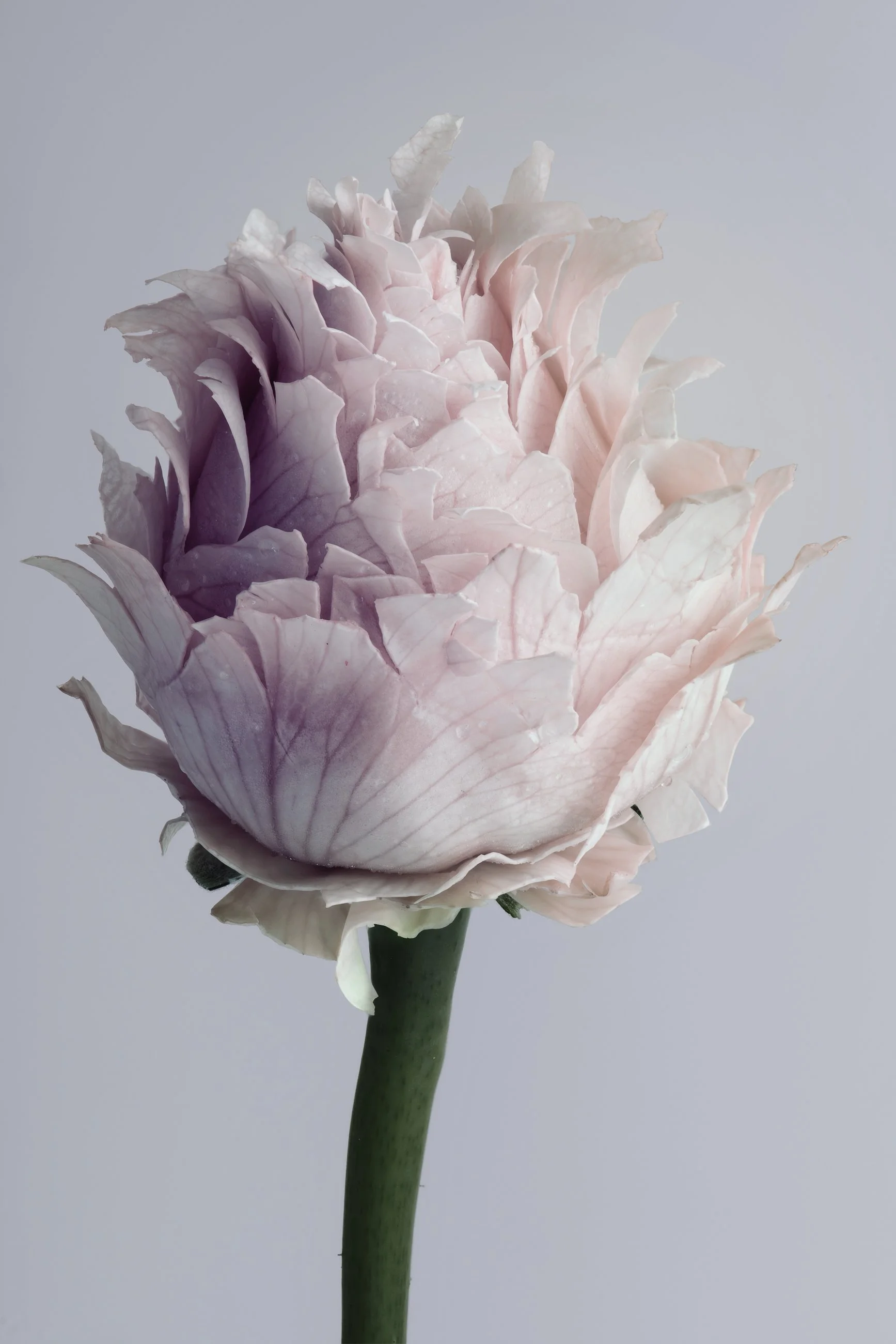 Nicholas Alan Cope Photography