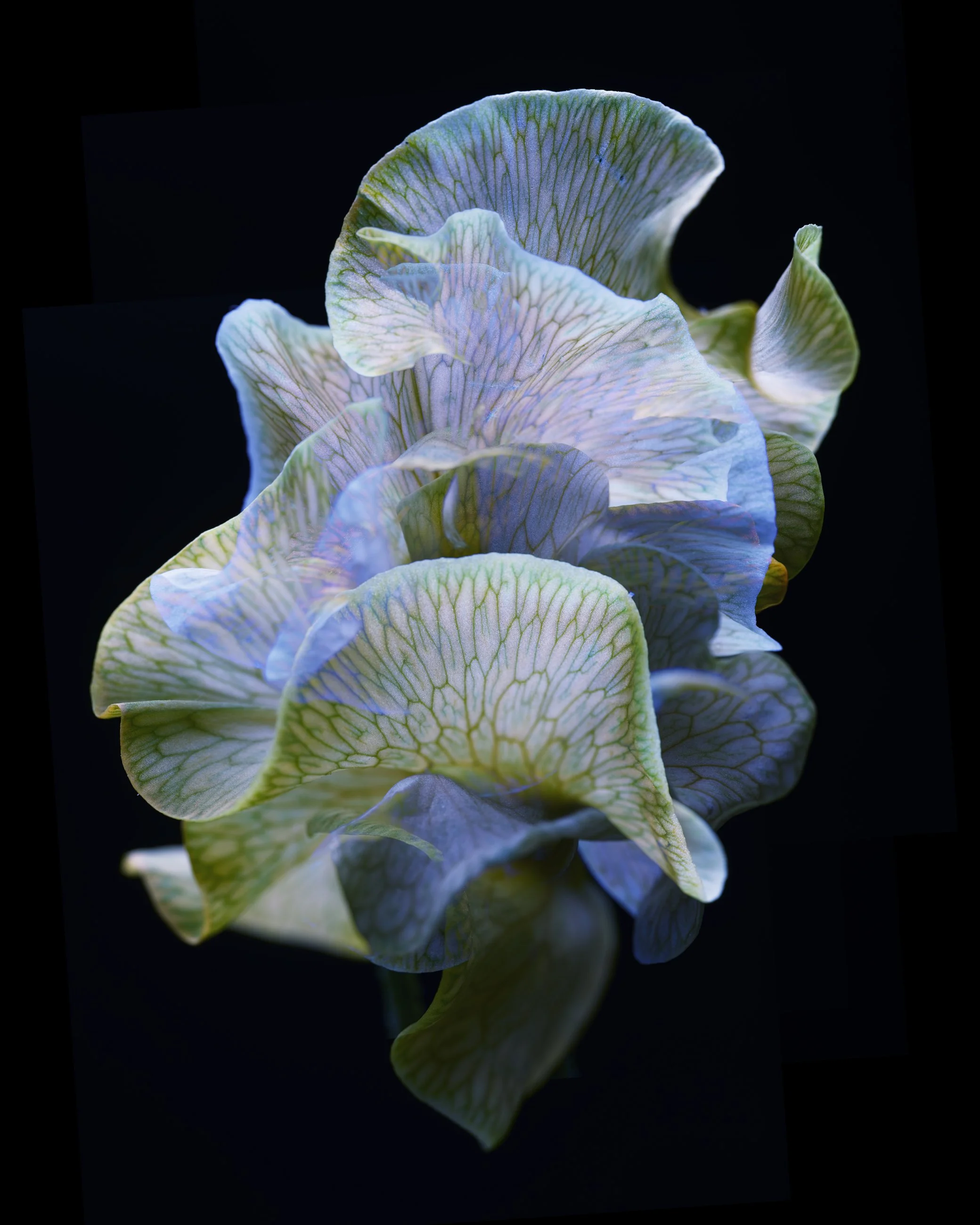 Nicholas Alan Cope Photography