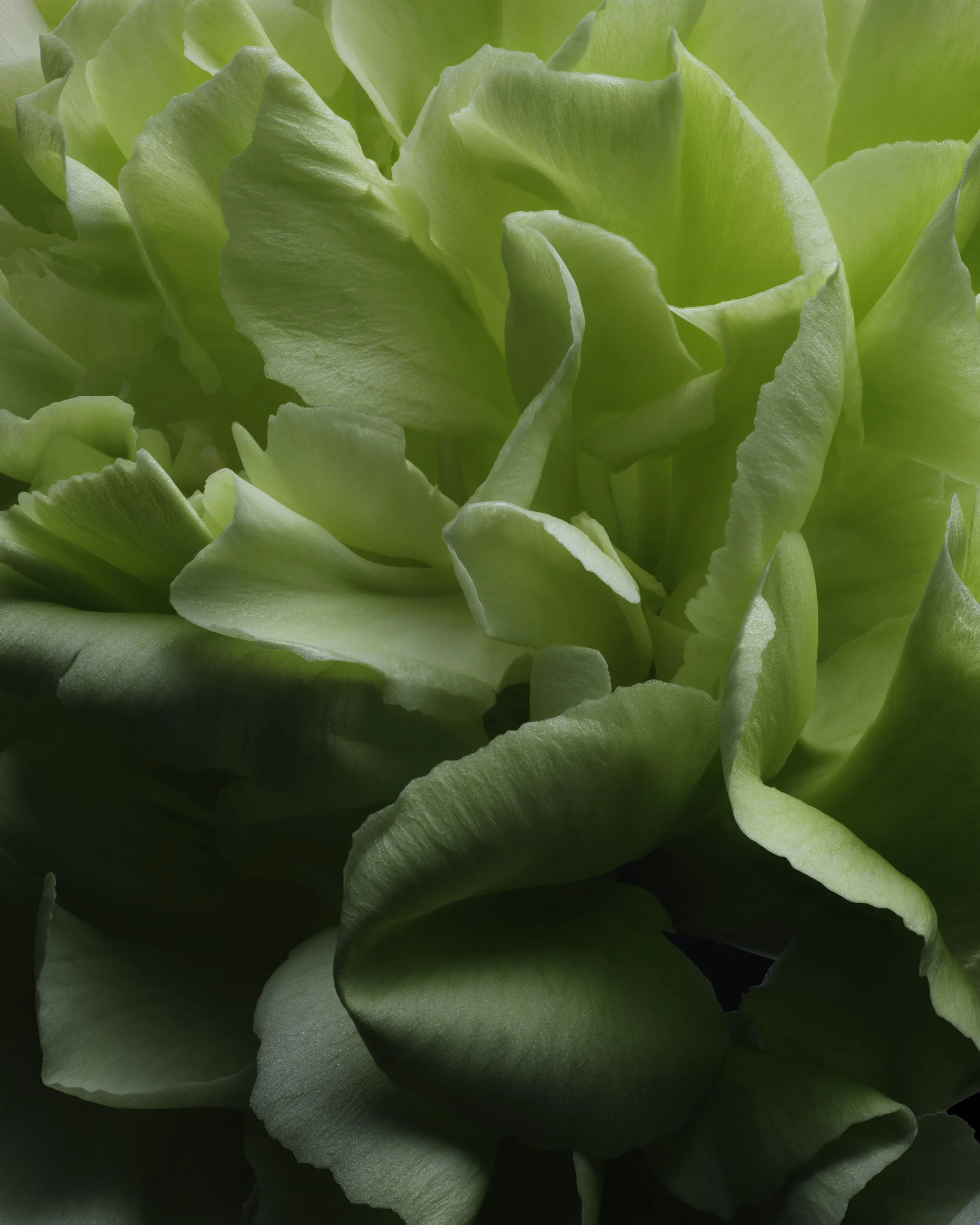 Nicholas Alan Cope Photography