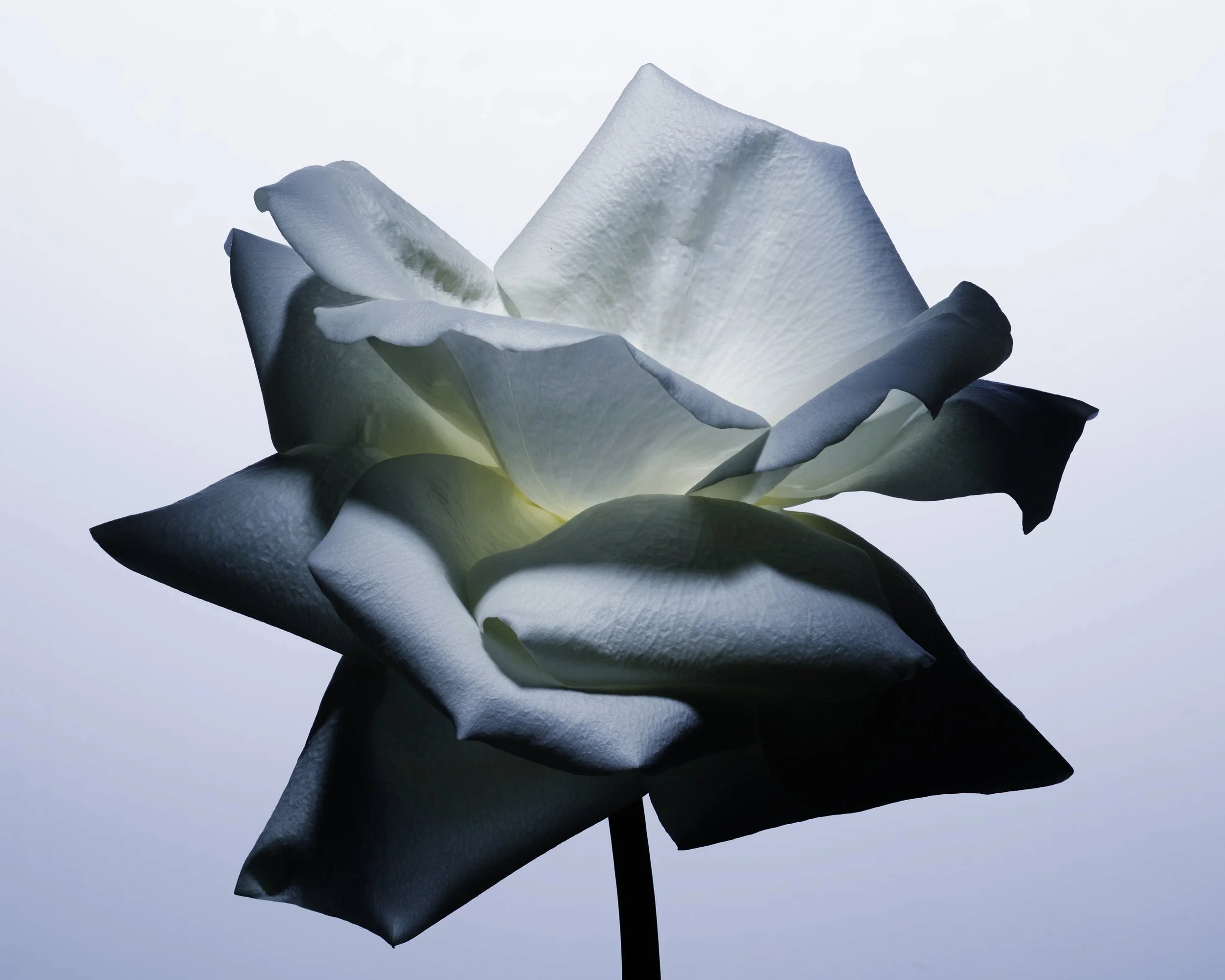 Nicholas Alan Cope Photography