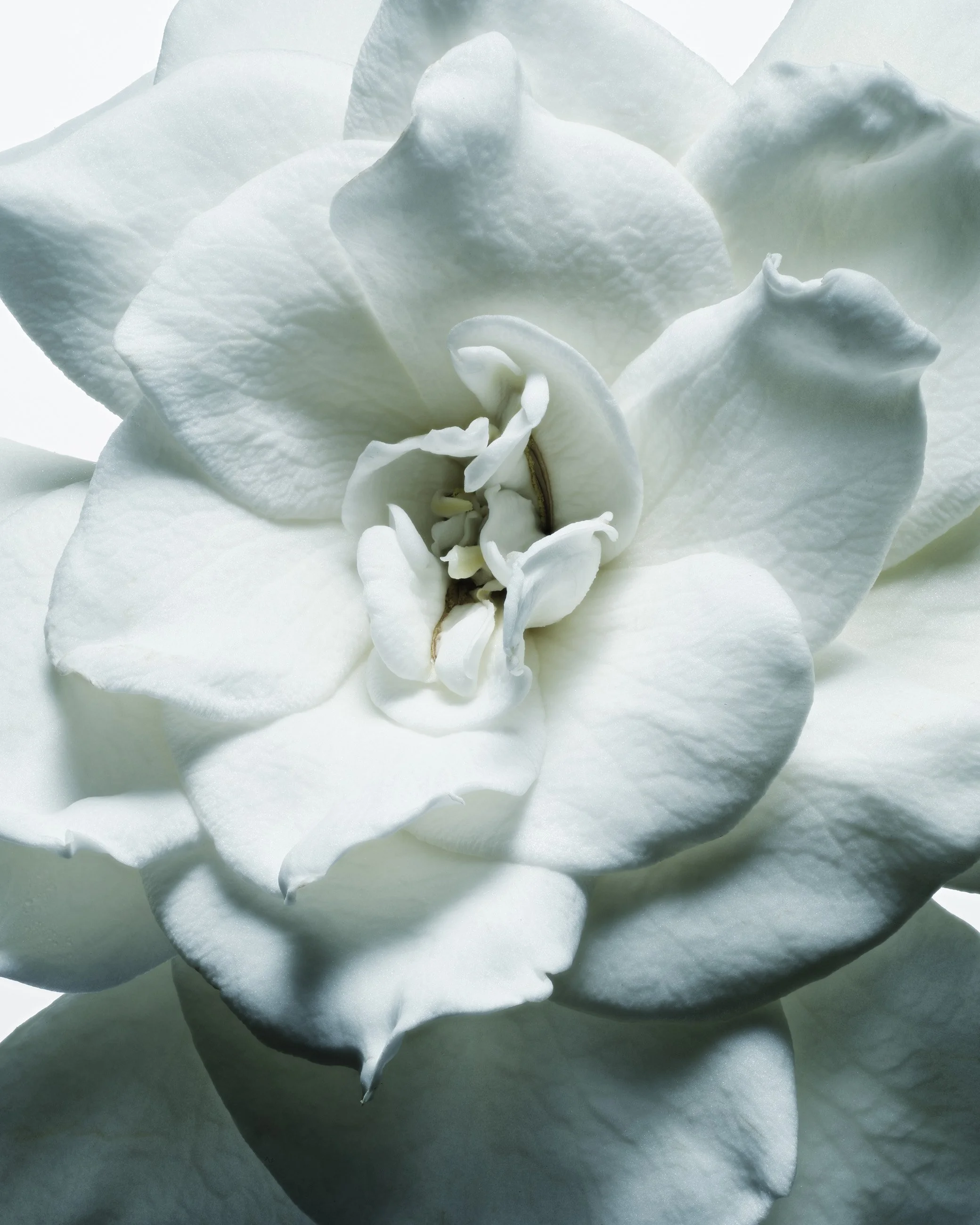 Nicholas Alan Cope Photography