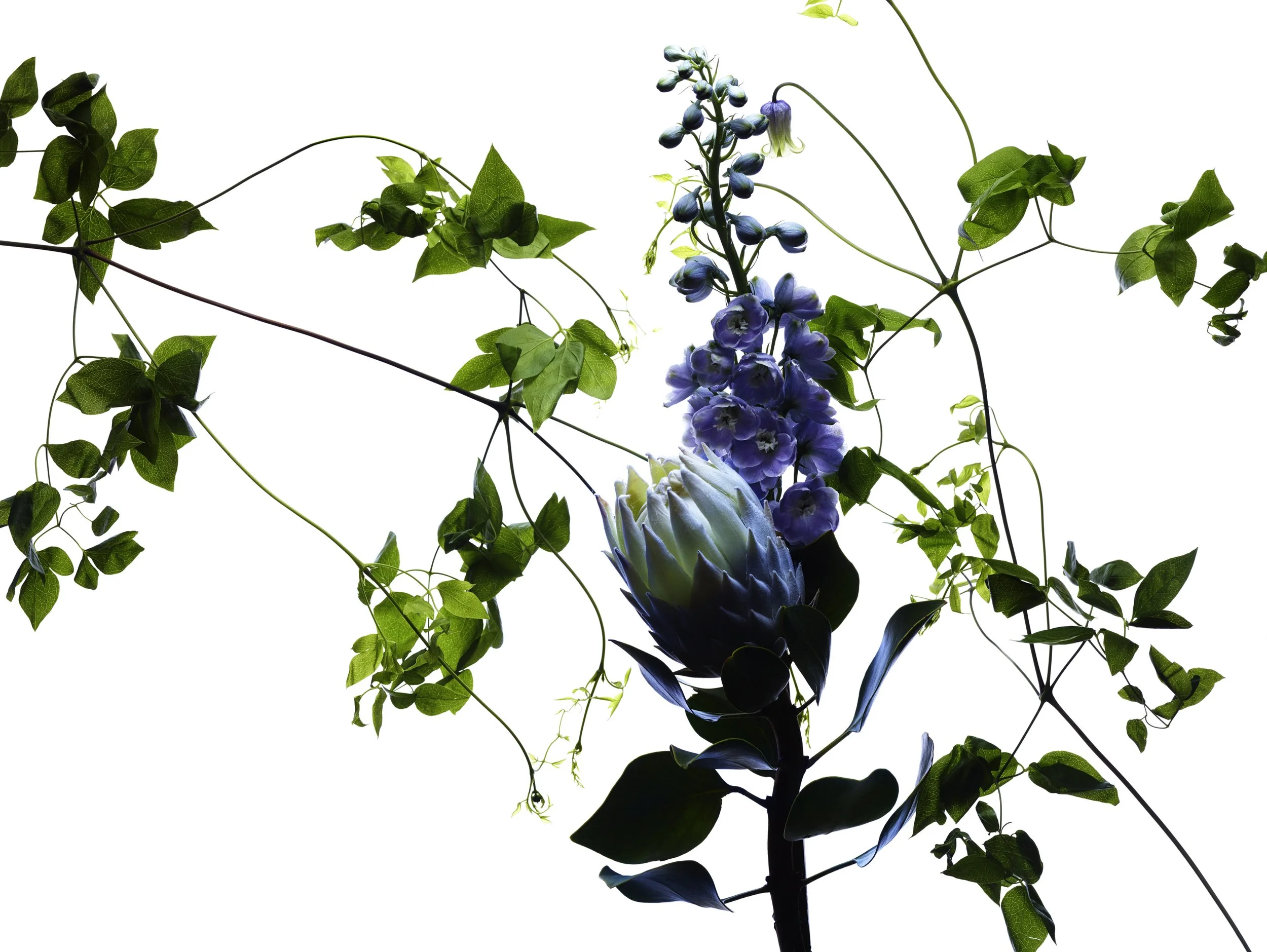 Nicholas Alan Cope Photography