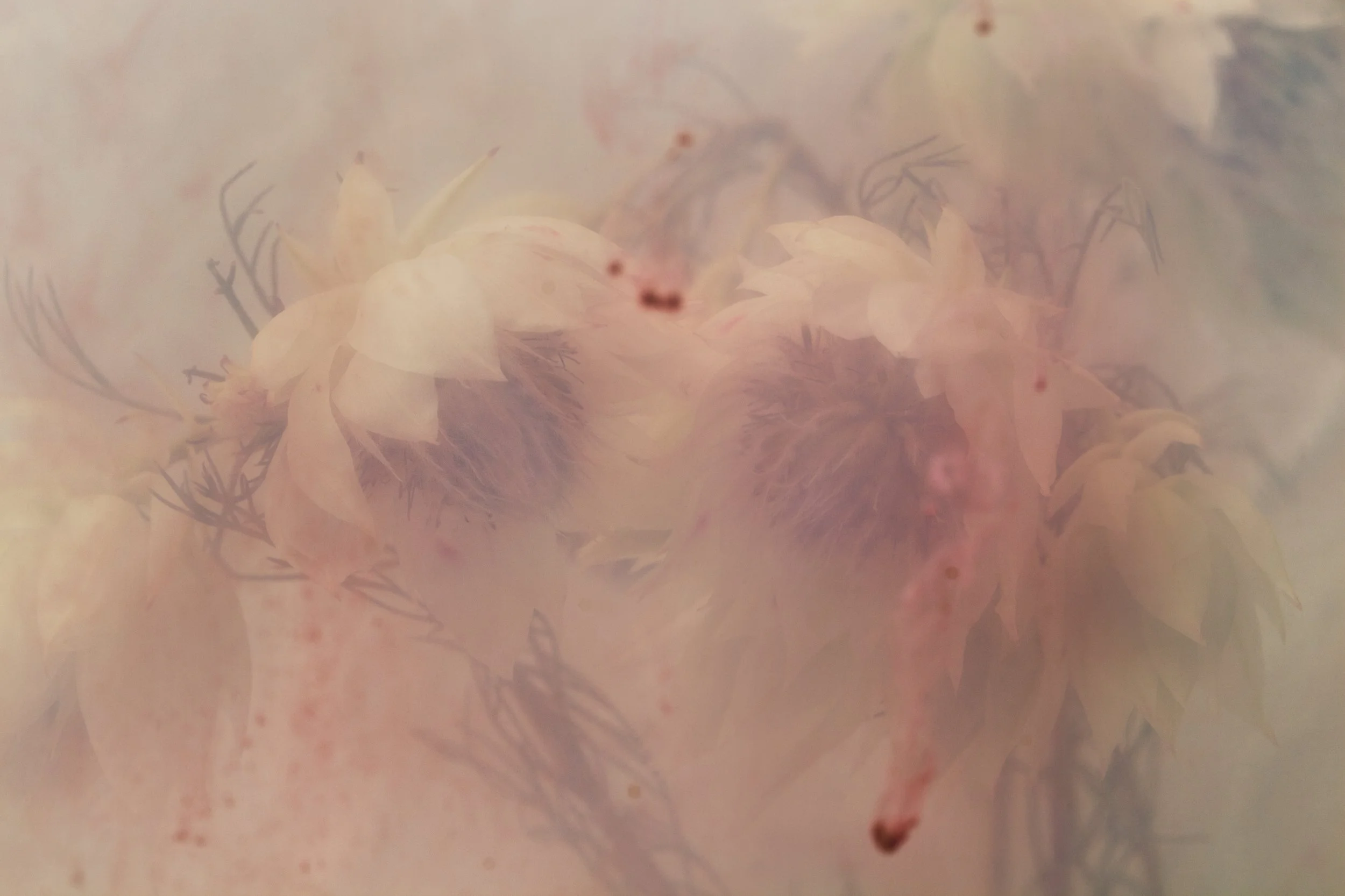 Nicholas Alan Cope Photography