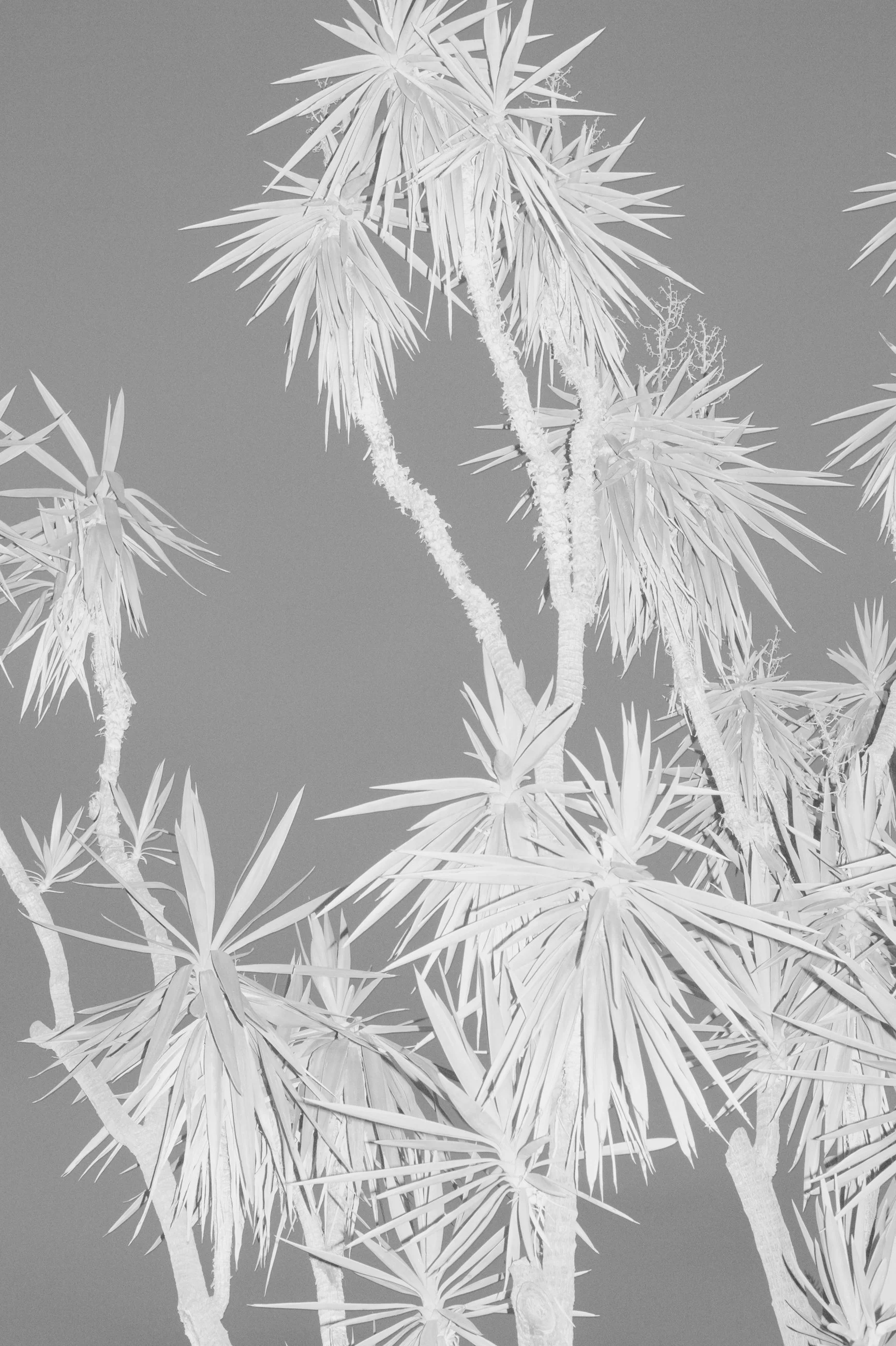 Nicholas Alan Cope Photography