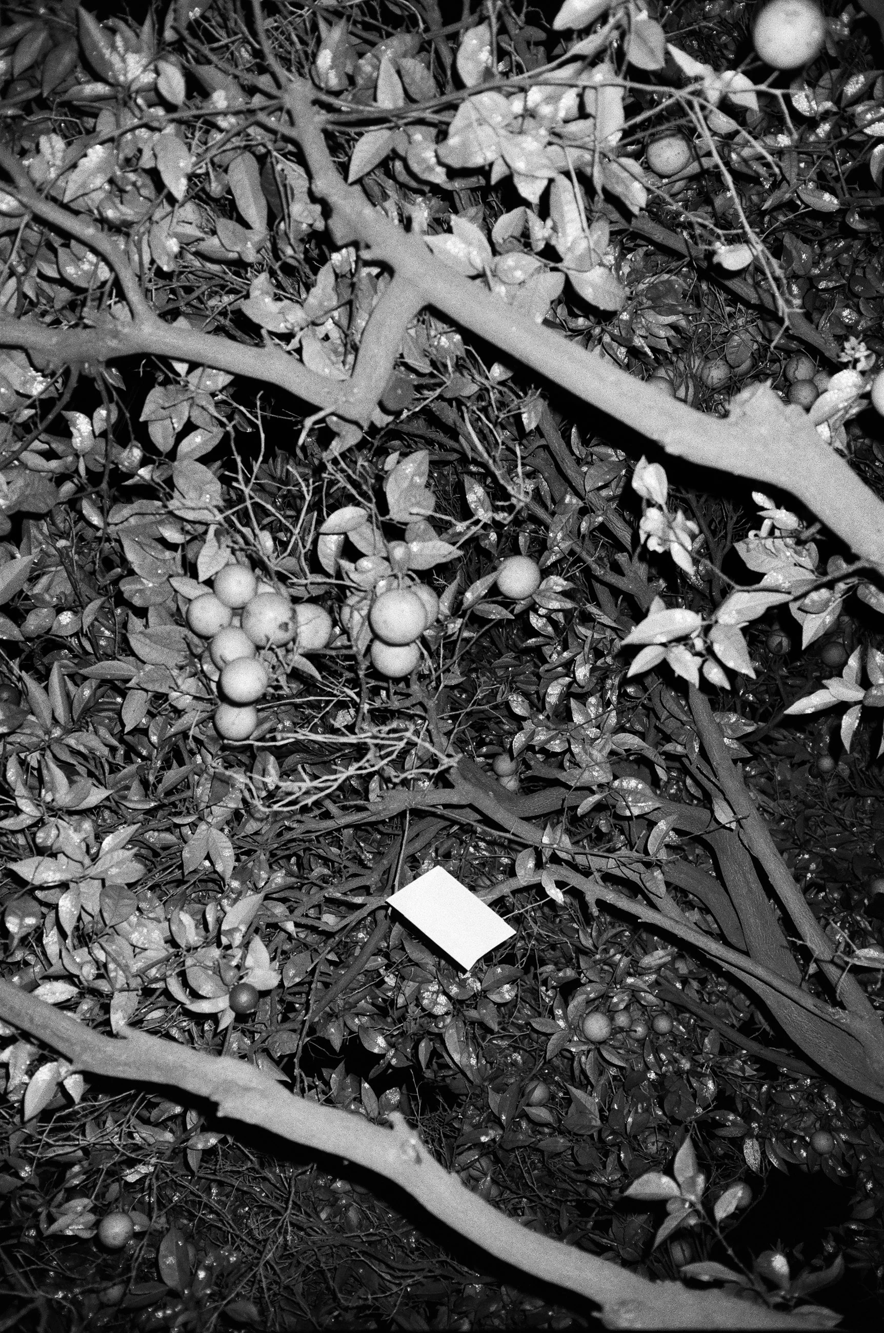 Nicholas Alan Cope Photography