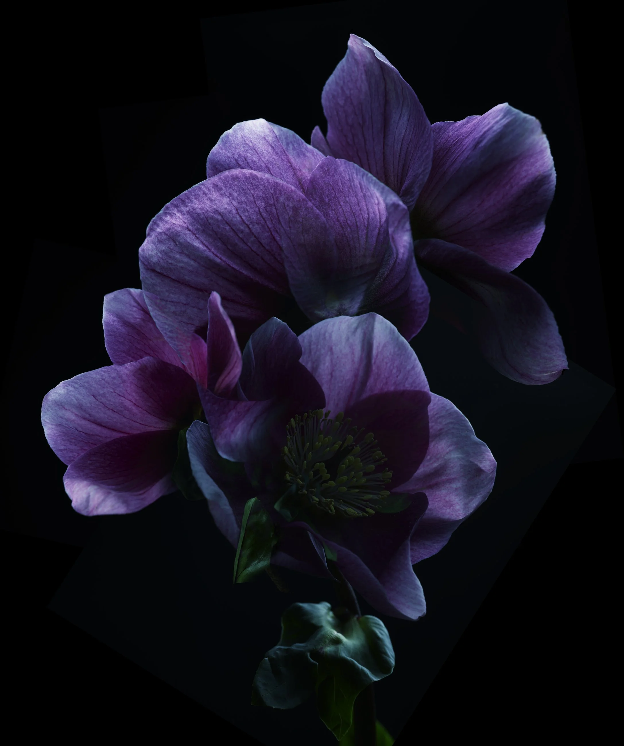 Nicholas Alan Cope Photography