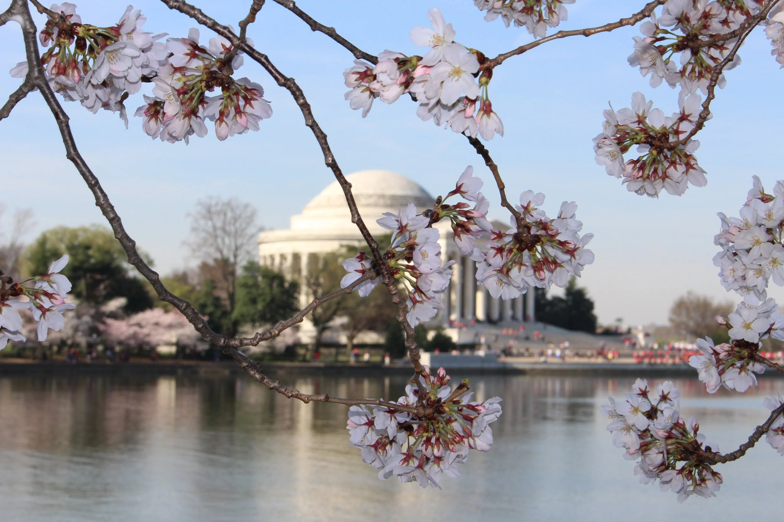 Cherry Blossoms Washington DC