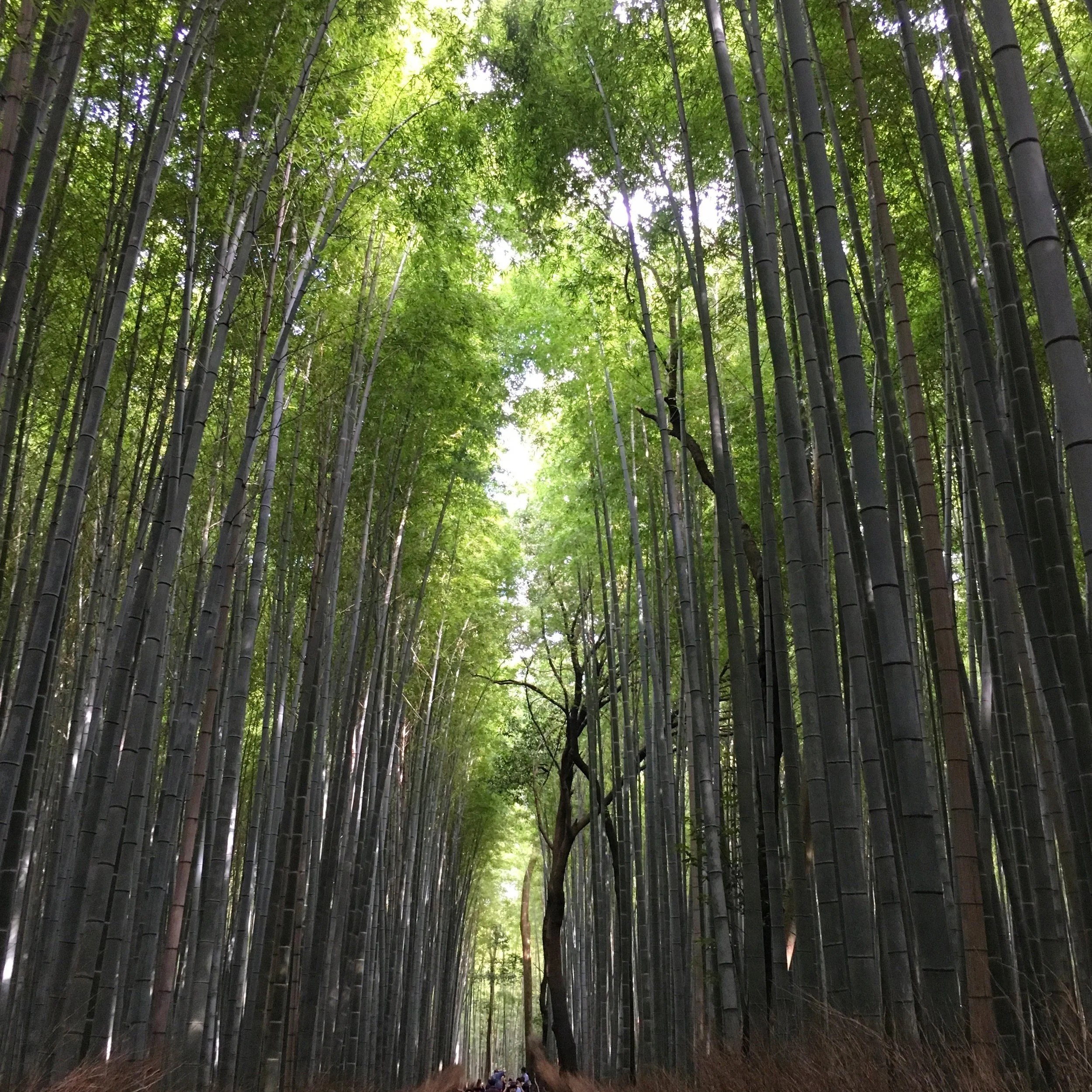 Arayshima Forest