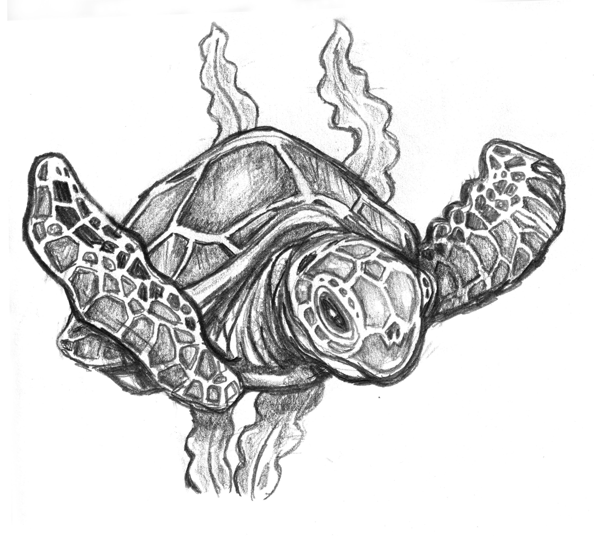 Chp_3_Turtle_gray_v1 .jpg