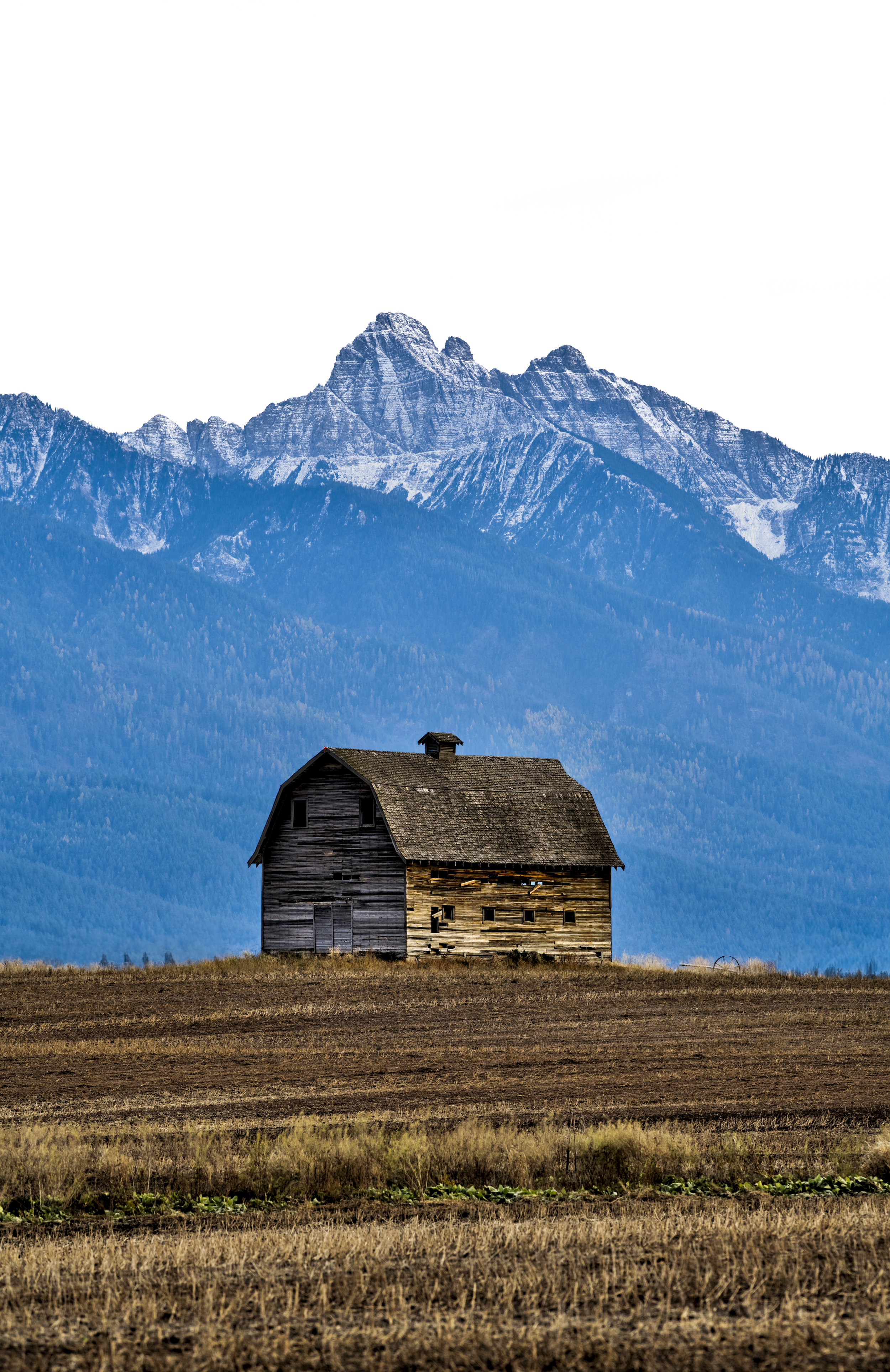 2026 Ronan Colors 4000.png