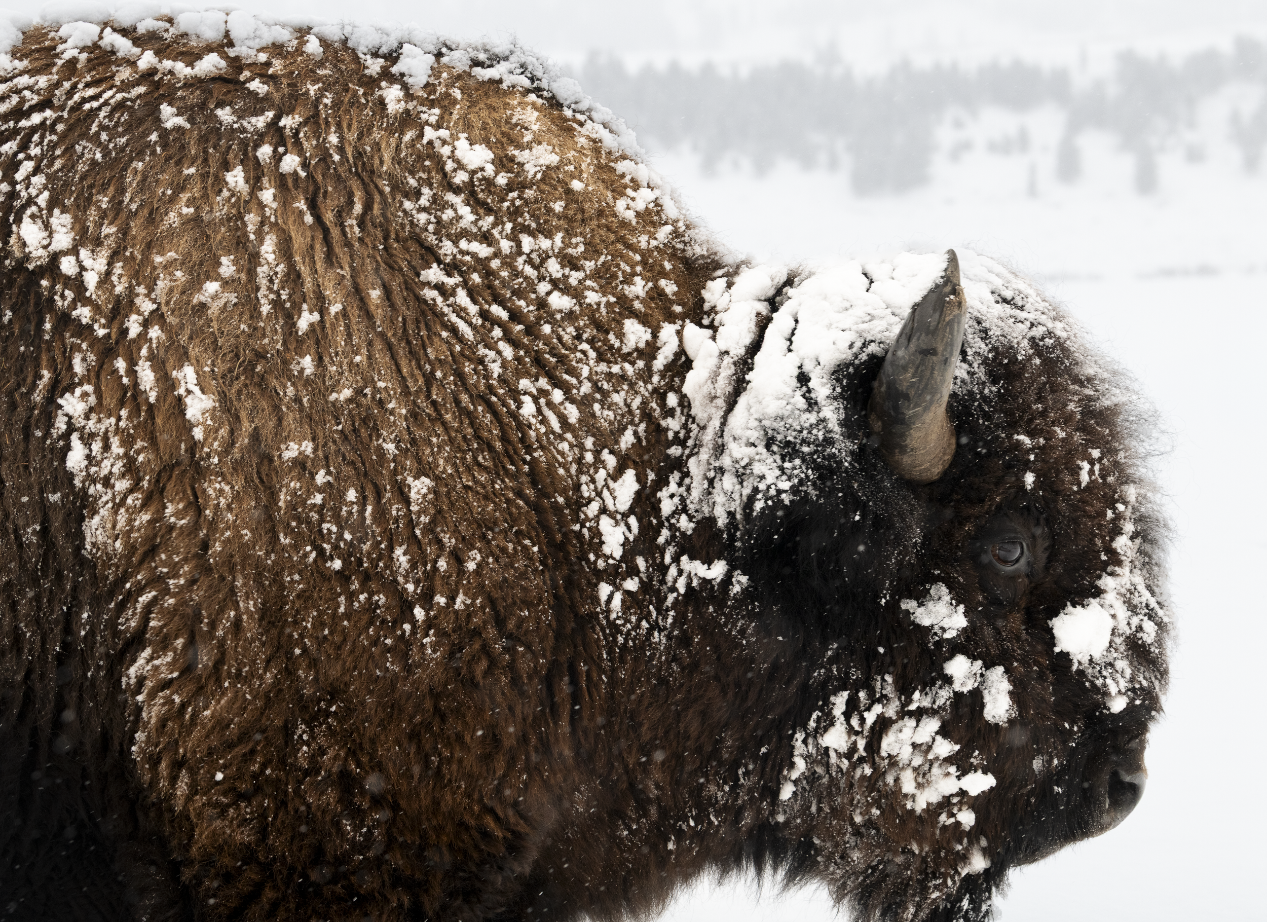 2026 Bison Head 3000.png